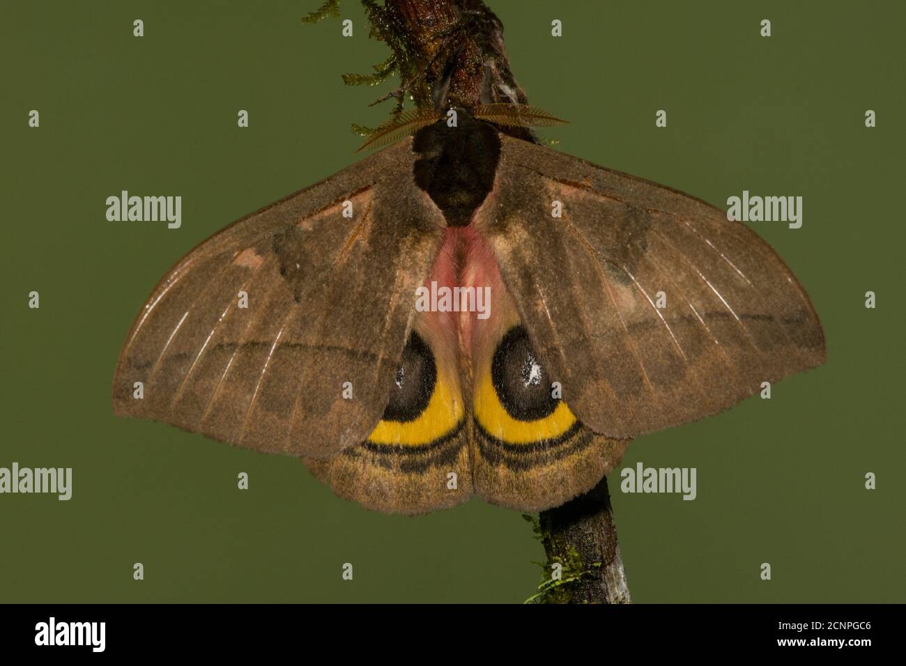 Ein IO Motte (Automeris sp) aus dem Andenwolkenwald von Ecuador. Stockfoto