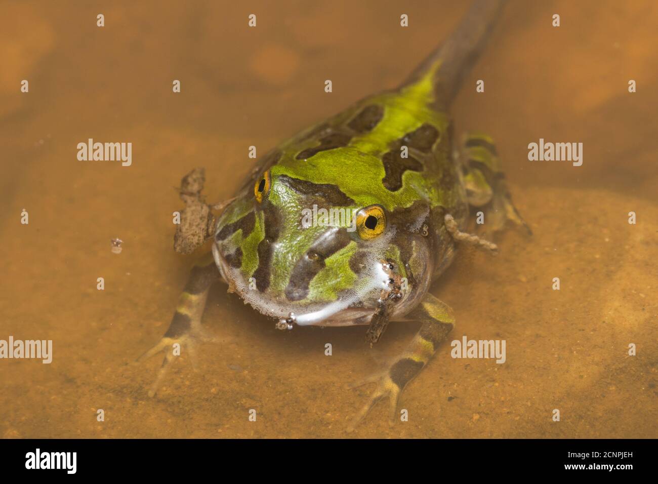 Der junge pazifische gehörnte Frosch (Ceratophrys stolzmanni) durchläuft eine Metamorphose von Kaulquappen zu kleinen Fröschen, während die nächste Phase ihres Lebens beginnt. Stockfoto