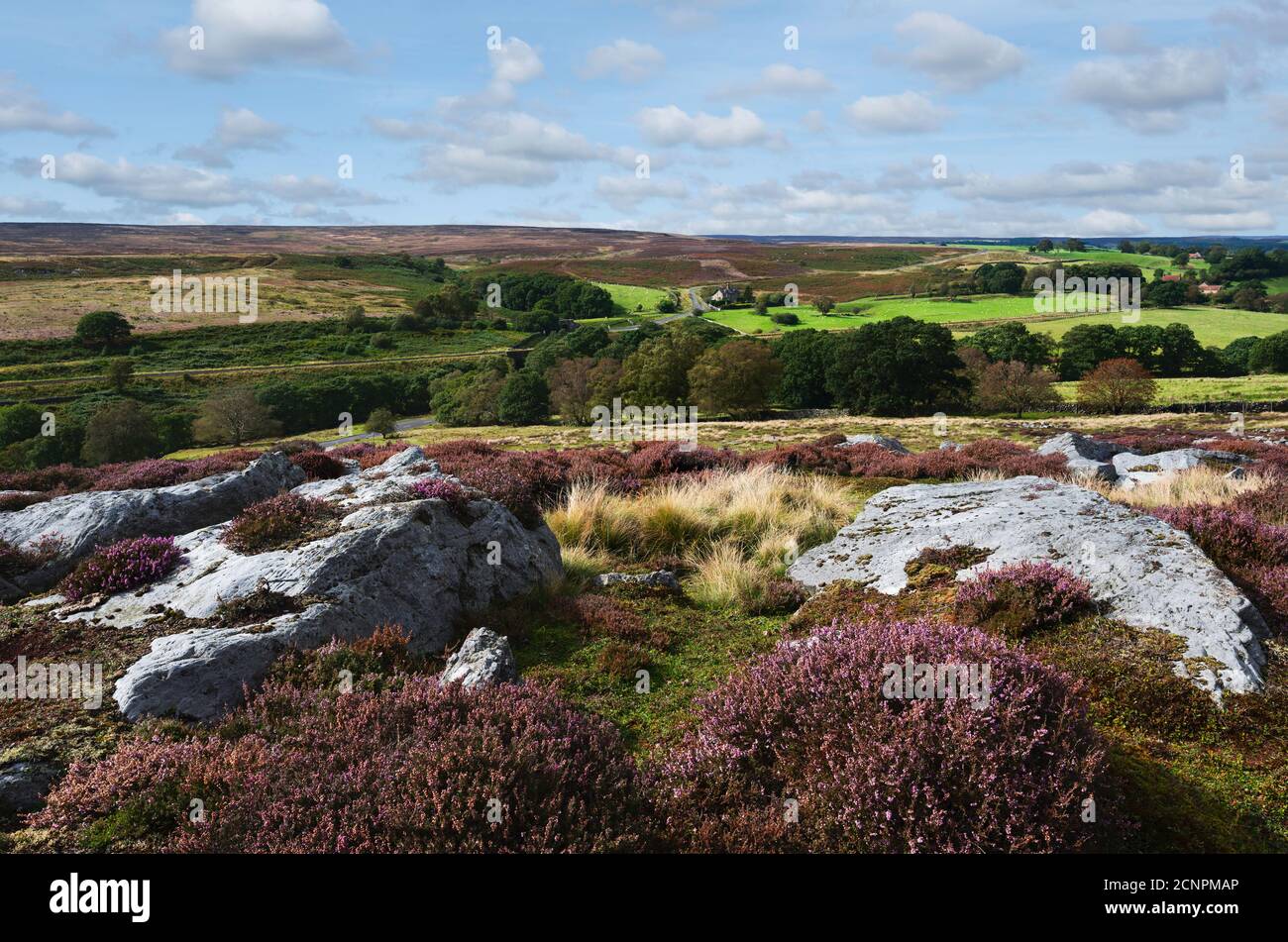Raue Moorlandschaft mit großen Felsbrocken, einschließlich blühender wilder Heide und Felder in den North York Moors im Sommer in der Nähe von Goathland, Yorkshire, UK. Stockfoto