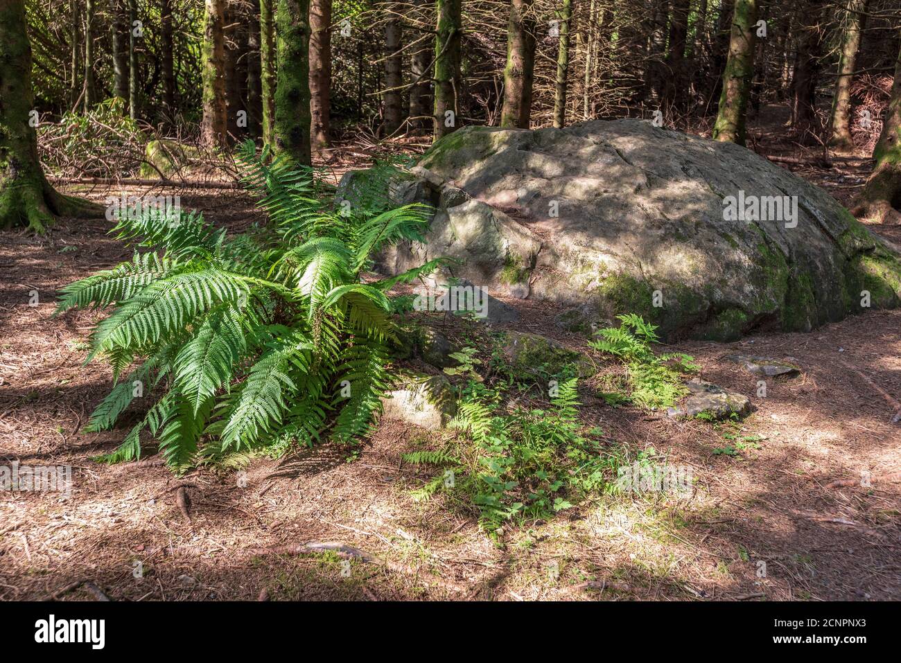 Farne und riesige Boudker auf einem Waldboden. Stockfoto