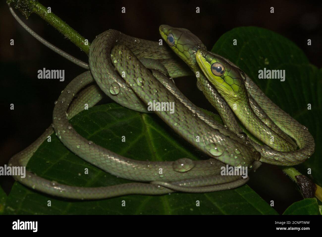 Cope-Rebenschlangen (Oxybelis brevirostris), die sich an einem Ast im ecuadorianischen Regenwald zusammenwickelten. Stockfoto