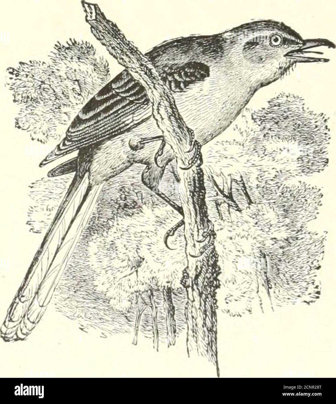 . Die Vögel des östlichen Nordamerika bekannt, östlich des neunzehnten Meridian auftreten .. . Katzenvogel... Spötter-Vogel. Allgemeines Gefieder, dunkel schief grau; Unterteile, schief grau; unter Schwanzdecken, dunkelkastanienbraun; Krähen, schwärzlich; erster Primär, kurz. Katze = Vogel. Oaleoscoptes carolinensis.Siehe Nr. 534. :)H] SCHLÜSSEL ZU DEN VÖGELN DES ÖSTLICHEN NORDAMERIKAS. Oberes Gefieder, aschgrau ; II.ISMI Anteil der Primaries, wliite, fonnin^- awhite wing Patch ; uij(Uri)Arts, asliy wliite, witliout Streifen. Stockfoto