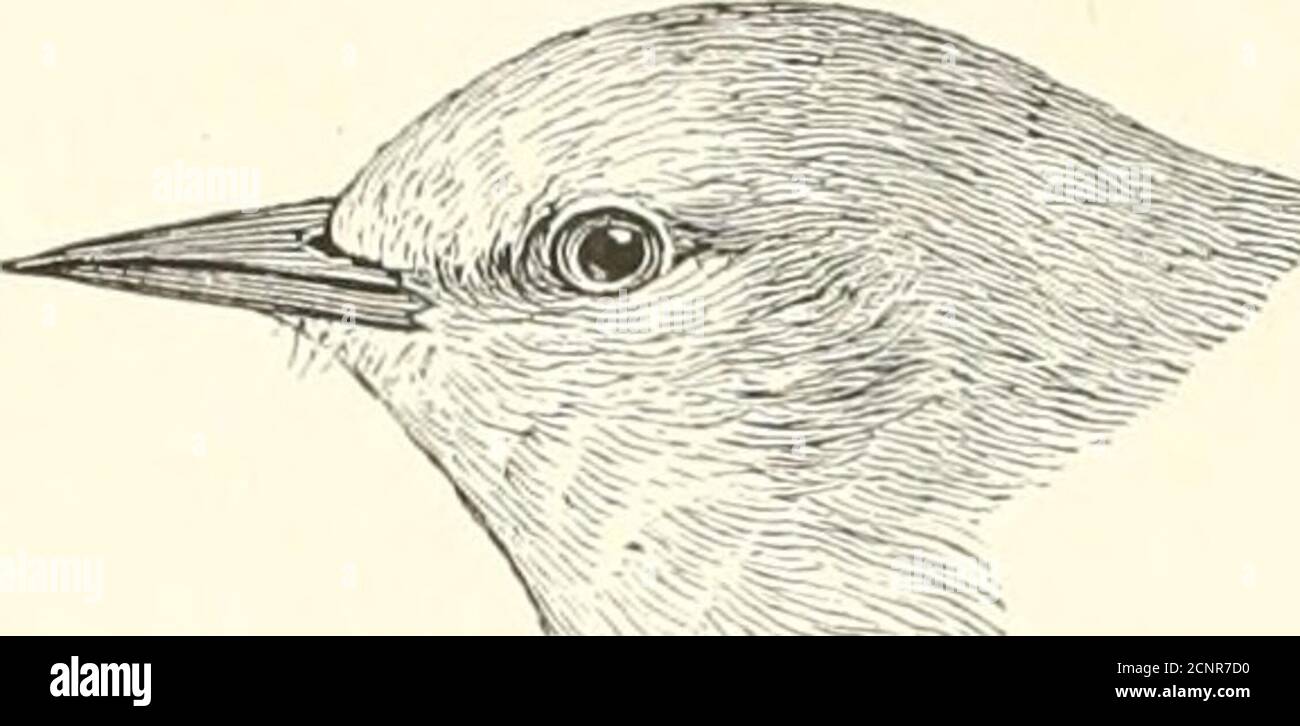 . Die Vögel des östlichen Nordamerika bekannt, östlich des neunzehnten Meridian auftreten .. . Kopf und Schwanz, Schwarzer und Gelber Waldsänger. Krone, matt grau; Rücken, olivgrün; Bauch und Rumpf, gelb; Schwanzfedern, mit weißen Flecken in der Mitte. Schwarzer und gelber Walmler, Dendroica maculosa.Siehe Nr. .500. Tnderparts, leuchtend gelb; Krone, gelb; Bac-k und Rumpf, hell olivebrün; ein schmaler schwarzer Streifen von Schnabel zu Auge-. Blau=geflügelter Waldsänger. Helminthophila pinus (männlich), siehe Xo. 487. 288 SCHLÜSSEL ZUM BIHDS VON OST-NORDAMERIKA.. Krone, olivgrün (Sonictimps mit Vorderkopfgelb); Uiulerparts, grünlich Stockfoto