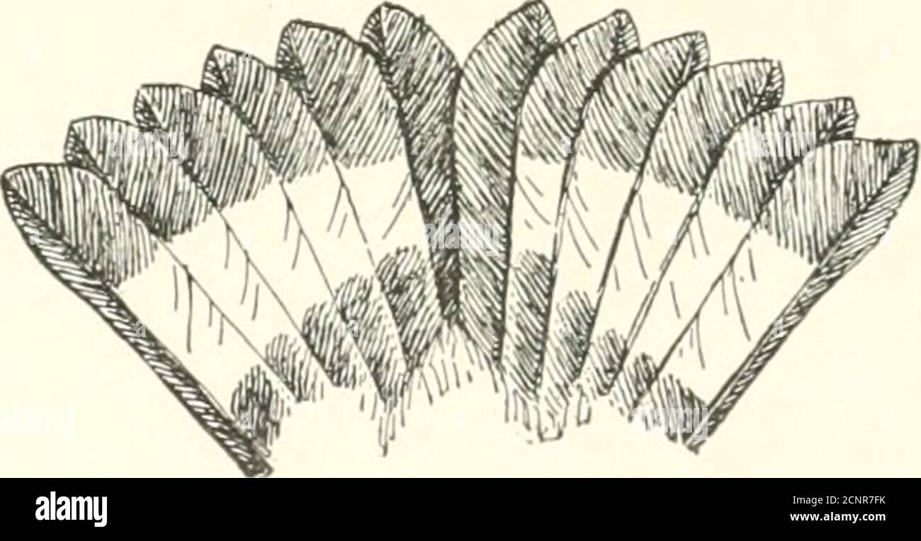 . Die Vögel des östlichen Nordamerika bekannt, östlich des neunzehnten Meridian auftreten .. . Kopf und Schwanz, Schwarzer und Gelber Waldsänger. Krone, matt grau; Rücken, olivgrün; Bauch und Rumpf, gelb; Schwanzfedern, mit weißen Flecken in der Mitte. Schwarzer und gelber Walmler, Dendroica maculosa.Siehe Nr. .500. Tnderparts, leuchtend gelb; Krone, gelb; Bac-k und Rumpf, hell olivebrün; ein schmaler schwarzer Streifen von Schnabel zu Auge-. Blau=geflügelter Waldsänger. Helminthophila pinus (männlich), siehe Xo. 487. 288 SCHLÜSSEL ZUM BIHDS VON OST-NORDAMERIKA. Stockfoto