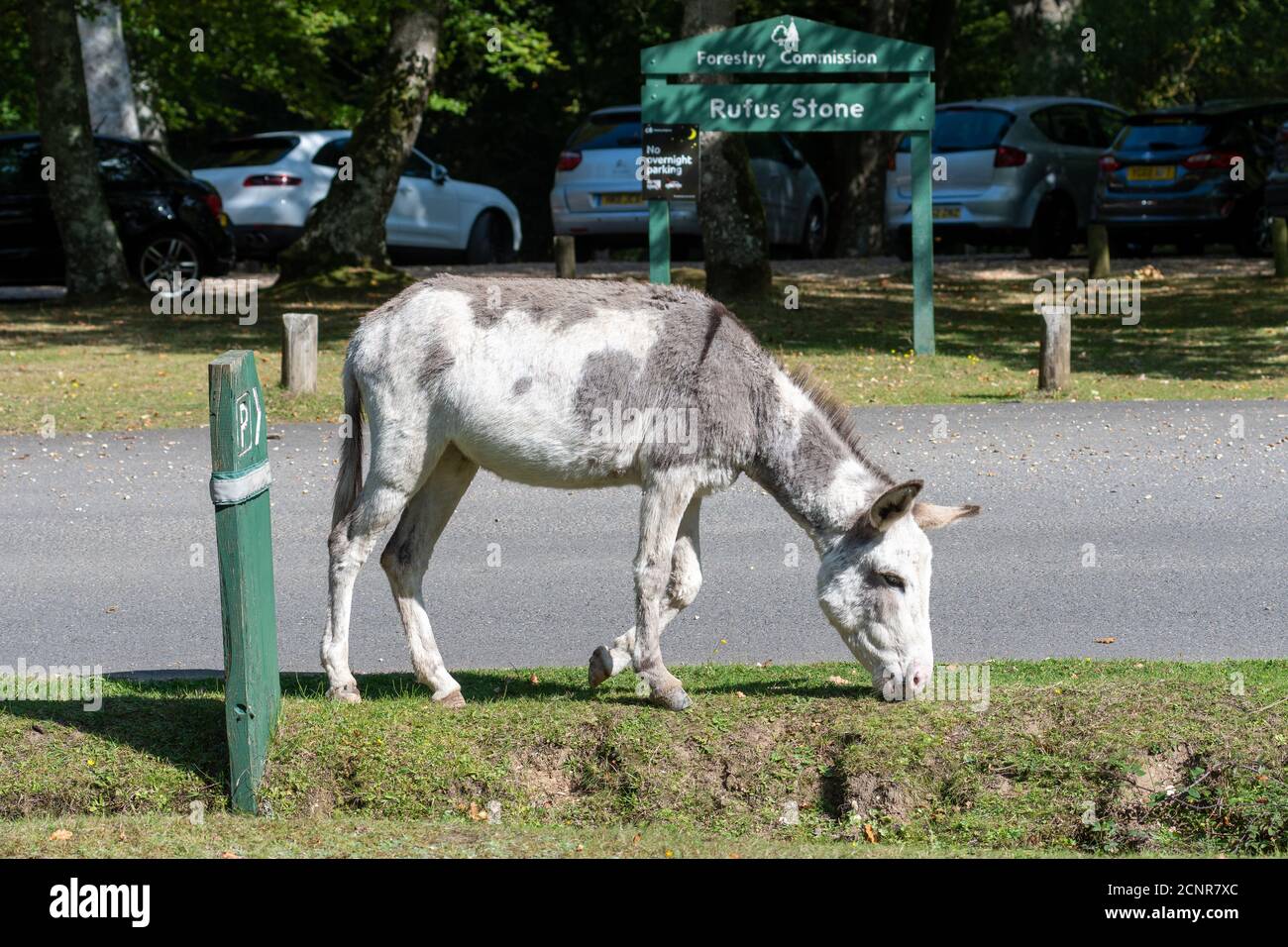 New Forest Esel neben einem Wegweiser für Sir Walter Tyrrell Pub, in Rufus Stone, New Forest, Hampshire, Großbritannien Stockfoto