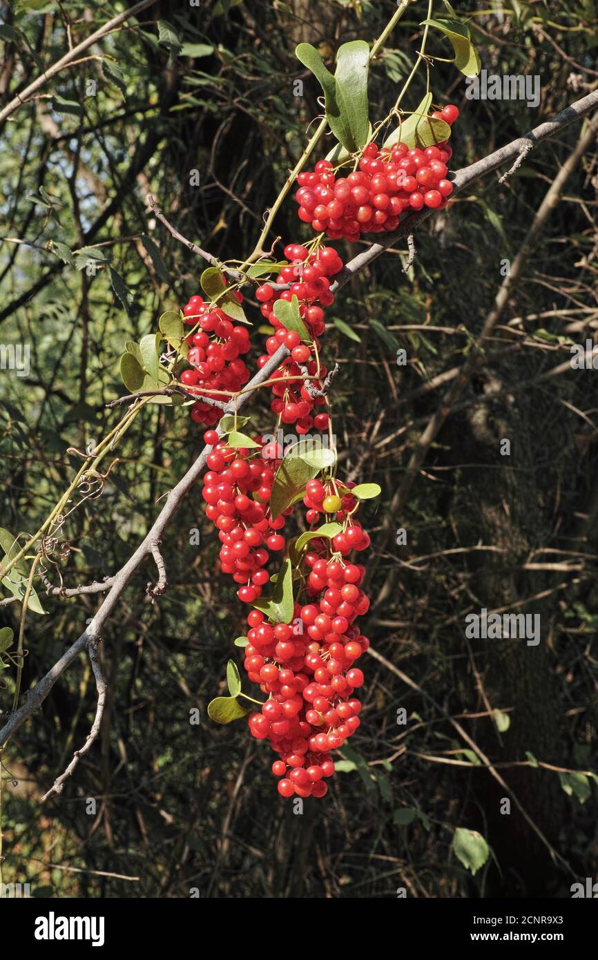 Trauben von Beeren des mediterranen Smilax, Smilax aspera Stockfoto