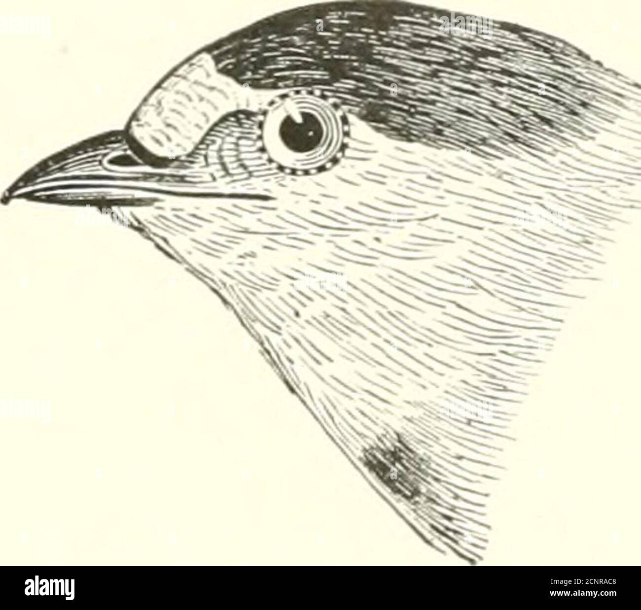 . Die Vögel des östlichen Nordamerika bekannt, östlich des neunzehnten Meridian auftreten .. . Baumschwalbe. Gesamte Unterteile, weiß; oberes Gefieder, metallisch stahlblau; youug l)ii(l&gt;h;ivo tlie oberes Gefieder crowuifili grau, !nit das unter i&gt;luinage ist reines wliit. Weiß=bauchige Schwalbe.Baumschwalbe. Tachycineta hicolor.Siehe Nr. 462.. Obere Kehle und Seiten des Kopfes, kastannutbraun; Bauch, weißlich; Stirn, weißli;erowii und l)atl&lt;. Dunkelstahlblau: Obere Tailcoverts, blasses Rübenbraun. Felsschlucke.Petrochdidon hiuifmnaSiehe Nr. 458. Stockfoto