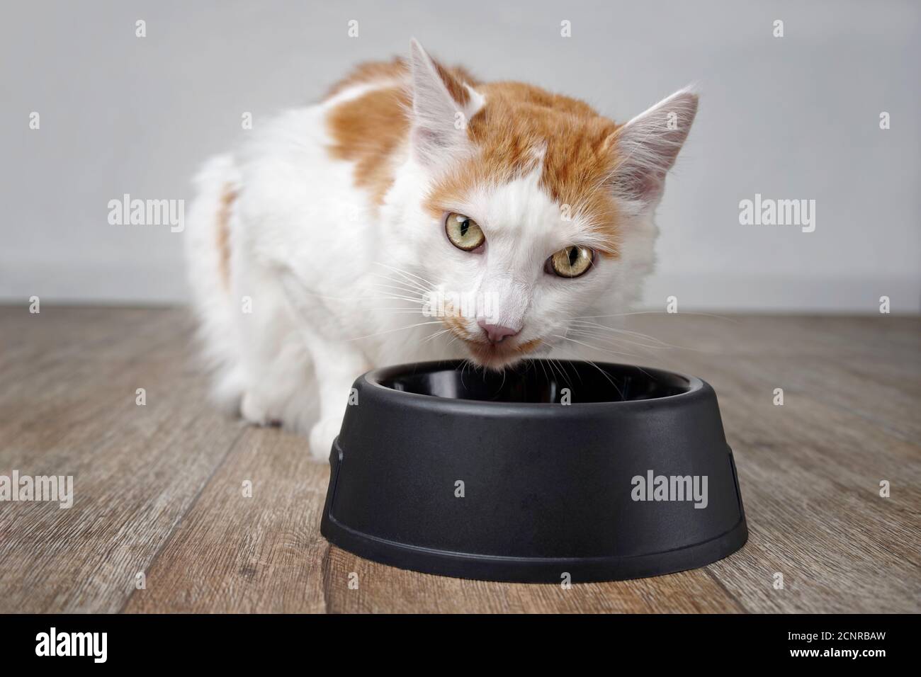Nette tabby Katze macht ein lustiges Gesicht neben einer Futterschale. Stockfoto