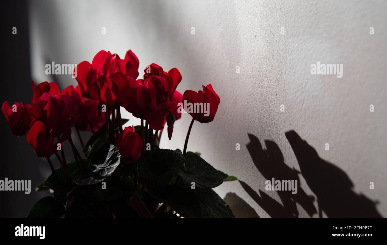 Trauerkonzept. Cyclamen Blumen Schatten Silhouetten an der Wand. Abstrakter Hintergrund. Ein Spiel von Licht und Schatten. Stockfoto