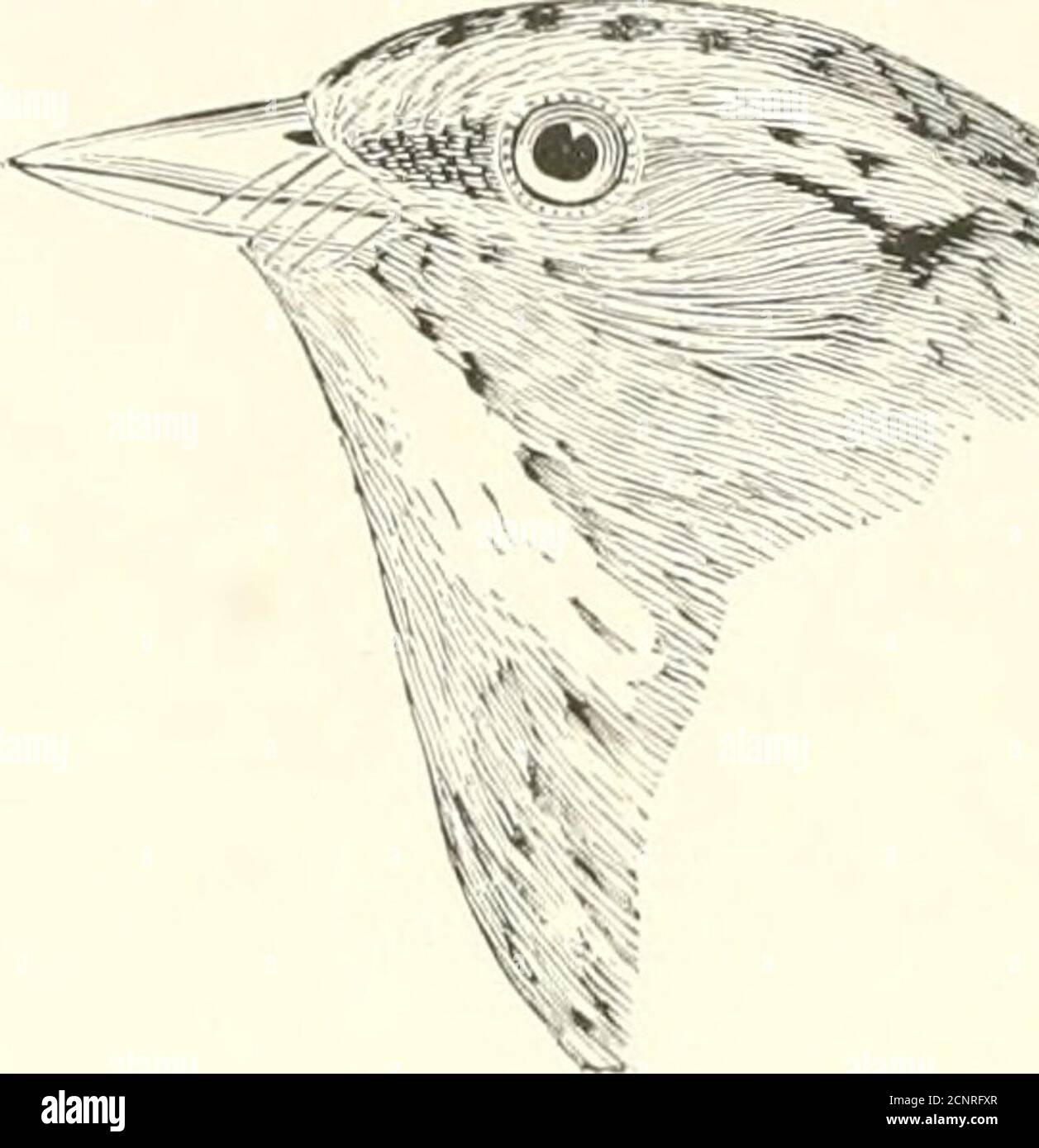 . Die Vögel des östlichen Nordamerika bekannt, östlich des neunzehnten Meridian auftreten .. . Oberseite der Lakade, bräunlich und Schieferfarbe; atawny stripr über Eacli Auge; kein tawny stripeon Mitte der Krone. Sharp=Schwanz Sparrow.Sharp=Schwanz Finch. Aiiimodtrnniis (■(ukIkckIks und rarefi.siehe &gt;;o. 414. %: Phomp;ir;i liicolor. Rücken und Rumpf, olivgrün; Hals oder Halsseiten, schwarz (männlich) oder uray (weiblich). Avest indische Arten,atcidciital auf l^lorida Keys. Black=Faced Finch oder Grassquit. Euetheia hirulor. Siehe Nr. 441). Rücken und Rumpf, olivgrün; Halsseiten, gelb (männlich), oder Kehle, eheslnurbraun (f Stockfoto