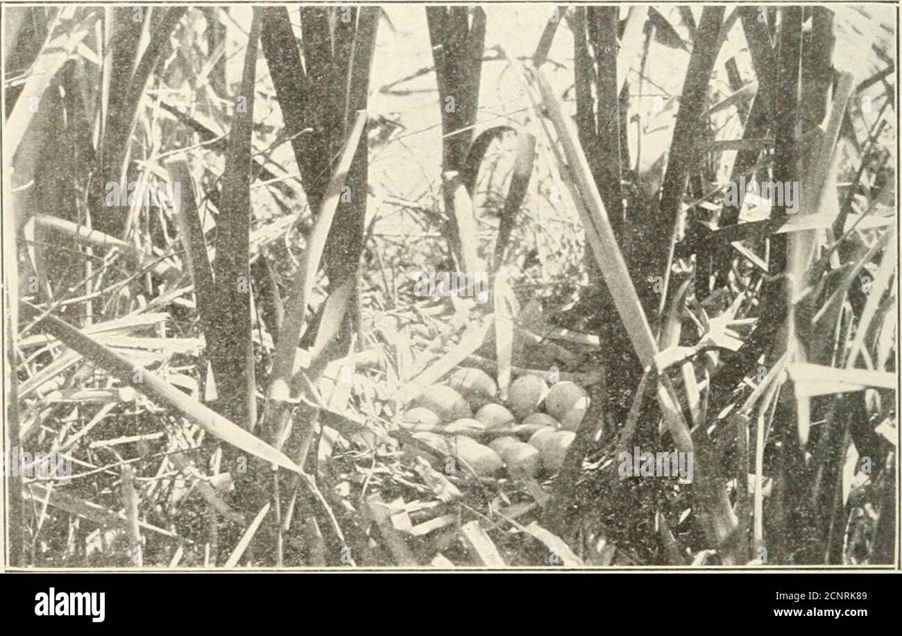 . Michigan Vogelleben : eine Liste aller Vogelarten bekannt, um in den Staat auftreten zusammen mit einem Überblick über ihre Klassifizierung und ein Konto der Lebensgeschichte jeder Art, mit besonderem Bezug auf ihre Beziehung zur Landwirtschaft ... . zu Fuß. Das Nest ist ein Haufen von Gemüsestüll, manchmal weit oben auf dem Schilf platziert und tief ausgehöhlt, manchmal aber wenig über der Oberfläche des Wassers angehoben: Gelegentlich fast schwimmend wie das der Grebe. Langillefand den schwimmenden Tyj^e Nest ausnahmslos über Dickinson Island, St. ClairFlats. Die Eier, von acht bis sechzehn oder sogar Stockfoto