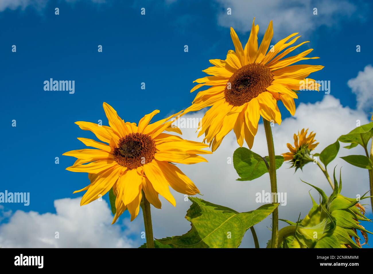 Sonnenblumen im Skagit Valley bei La Conner, Washington State, USA. Stockfoto