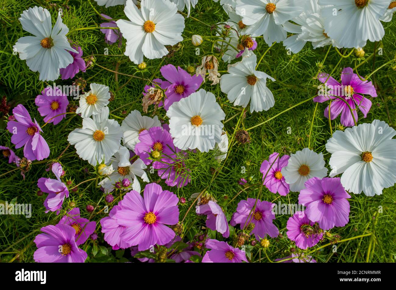 Cosmos blüht im Skagit Valley bei La Conner, Washington State, USA. Stockfoto