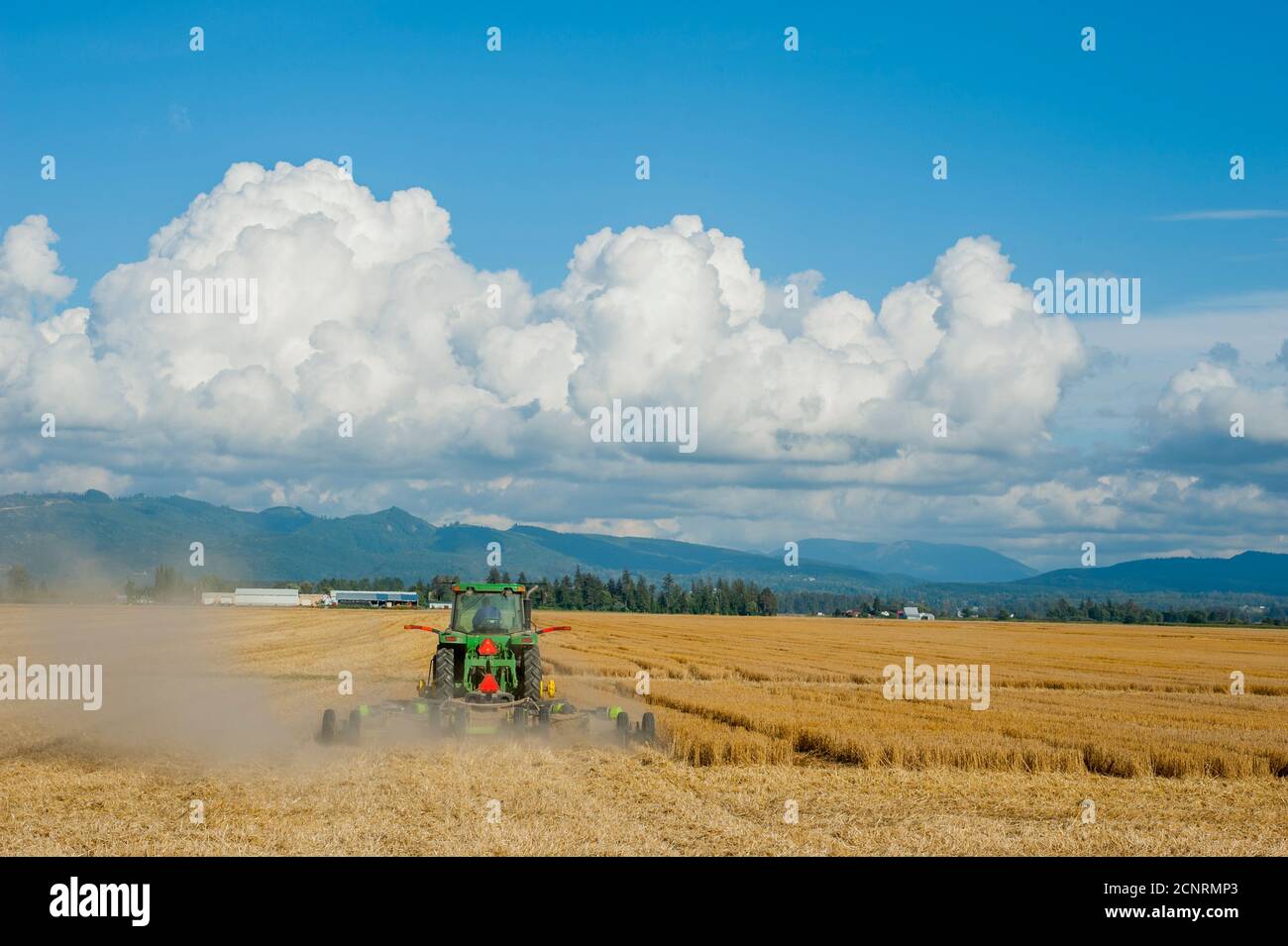 Ein Landwirt erntet Weizen im Skagit Valley in der Nähe von La Conner, Washington State, USA. Stockfoto