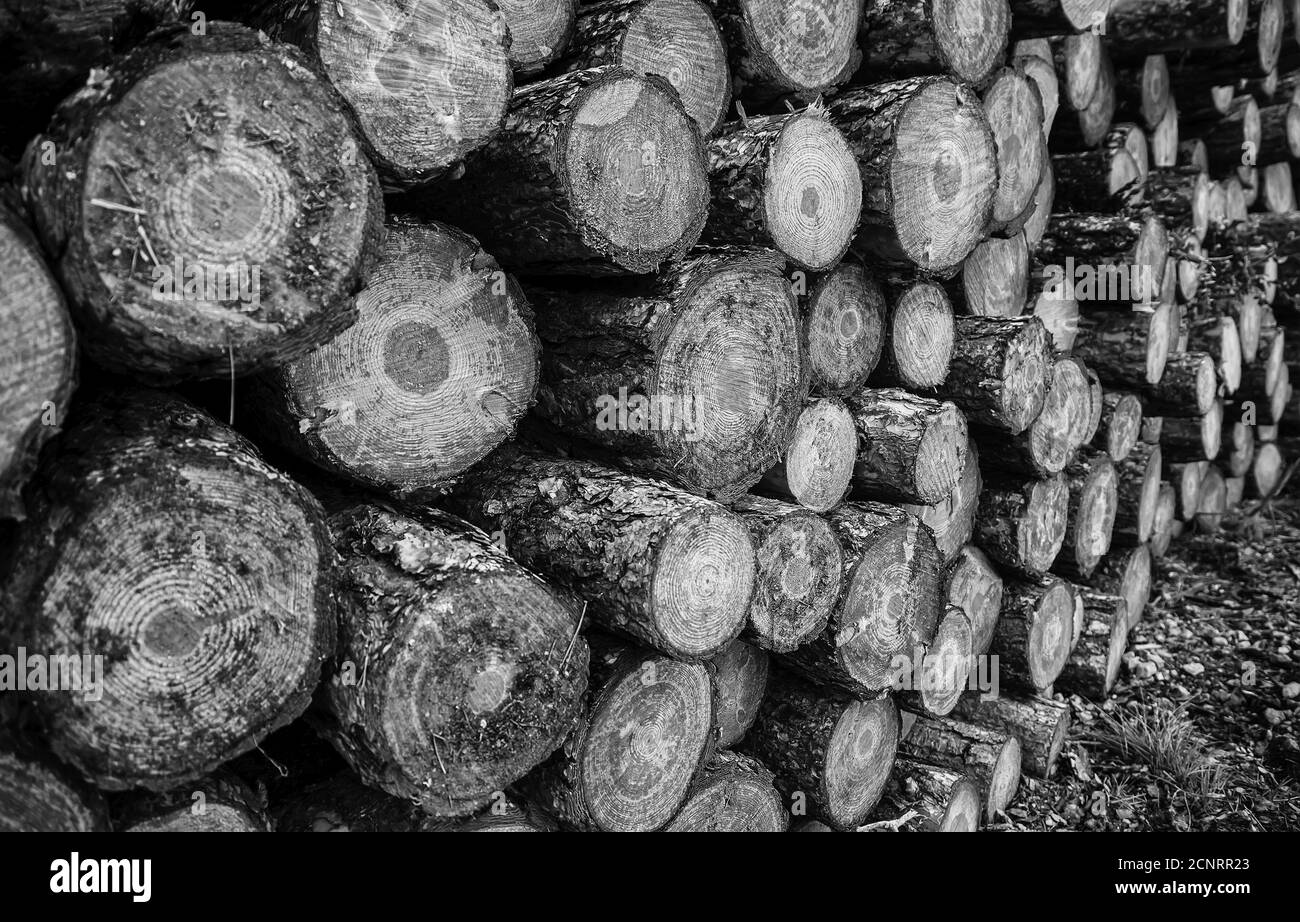 Schnittholz Trunks, Detail der ökologischen Katastrophe Stockfoto