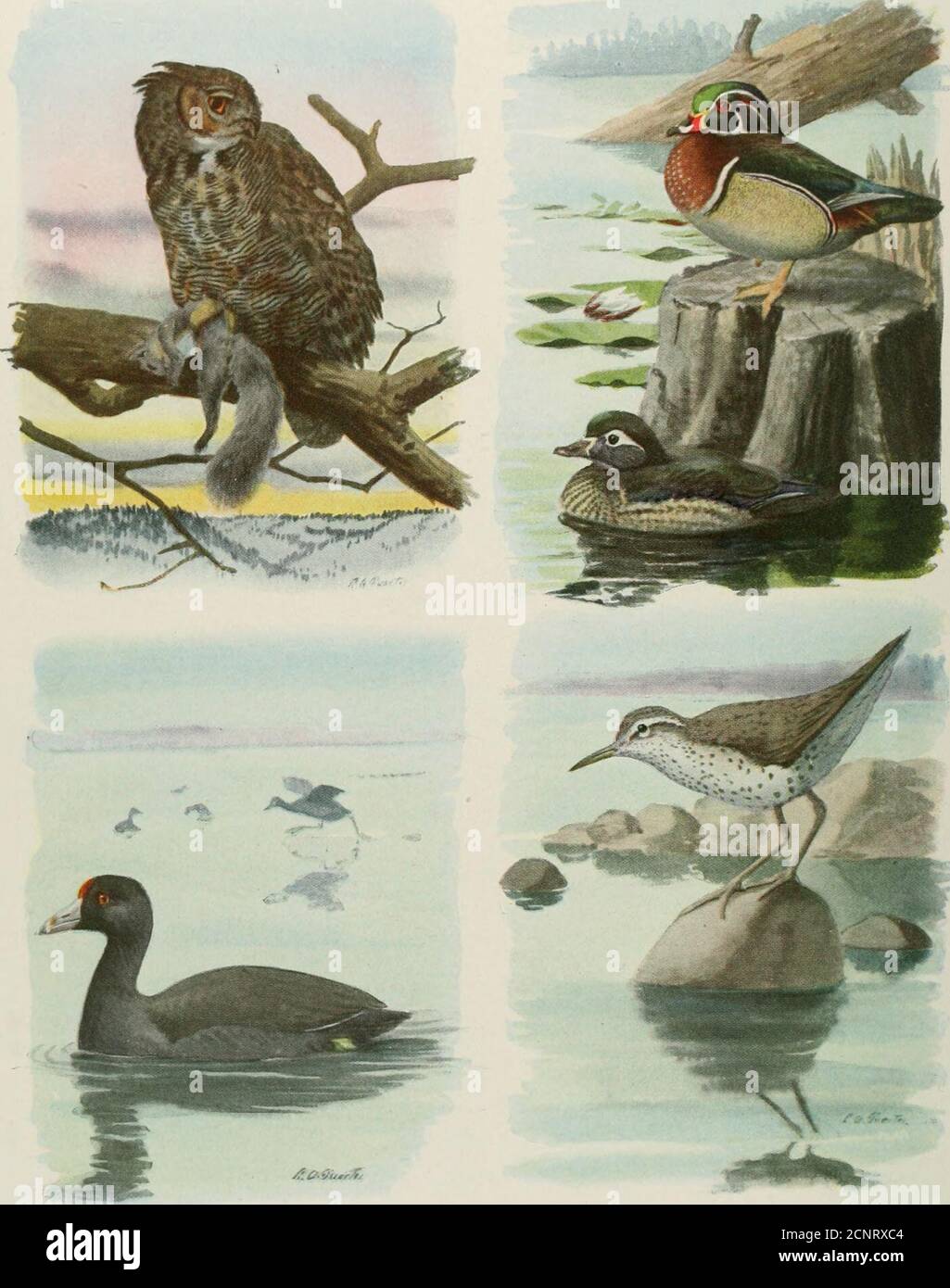 . Das Buch der Vögel; gemeinsame Vögel der Stadt und Land und amerikanische Wildvögel . riiolLti^lli IV 1- ^ • Bro MOTIIIvR IST T.KINr. NEIN CII.VNCKS OK LKTTIXG IIKR IJTTI.K ONK SIMI.L AUF SEINEM CLKANDRF.SS: A HKOWN T 11 !&LT;.SI 1 KK 1-I;I;I)I NG ITS VOL 43. Große Hoknkd EulenCooi Holzente Männchen, oben; Weibchen, unterSpotted Sandpiper 44 GROSSE GEHÖRNTE OWL (Bubo Virgin- ianus und Unterarten) Länge, ca. 22 Zoll. Die große Größe und die langen Ohrbüschel unterscheiden diese Eule ausreichend. Reichweite: Im größten Teil von Nord- und Südamerika ansässig. Diese, unsere größte Eule, inliabits schwer für-beested und unse Stockfoto