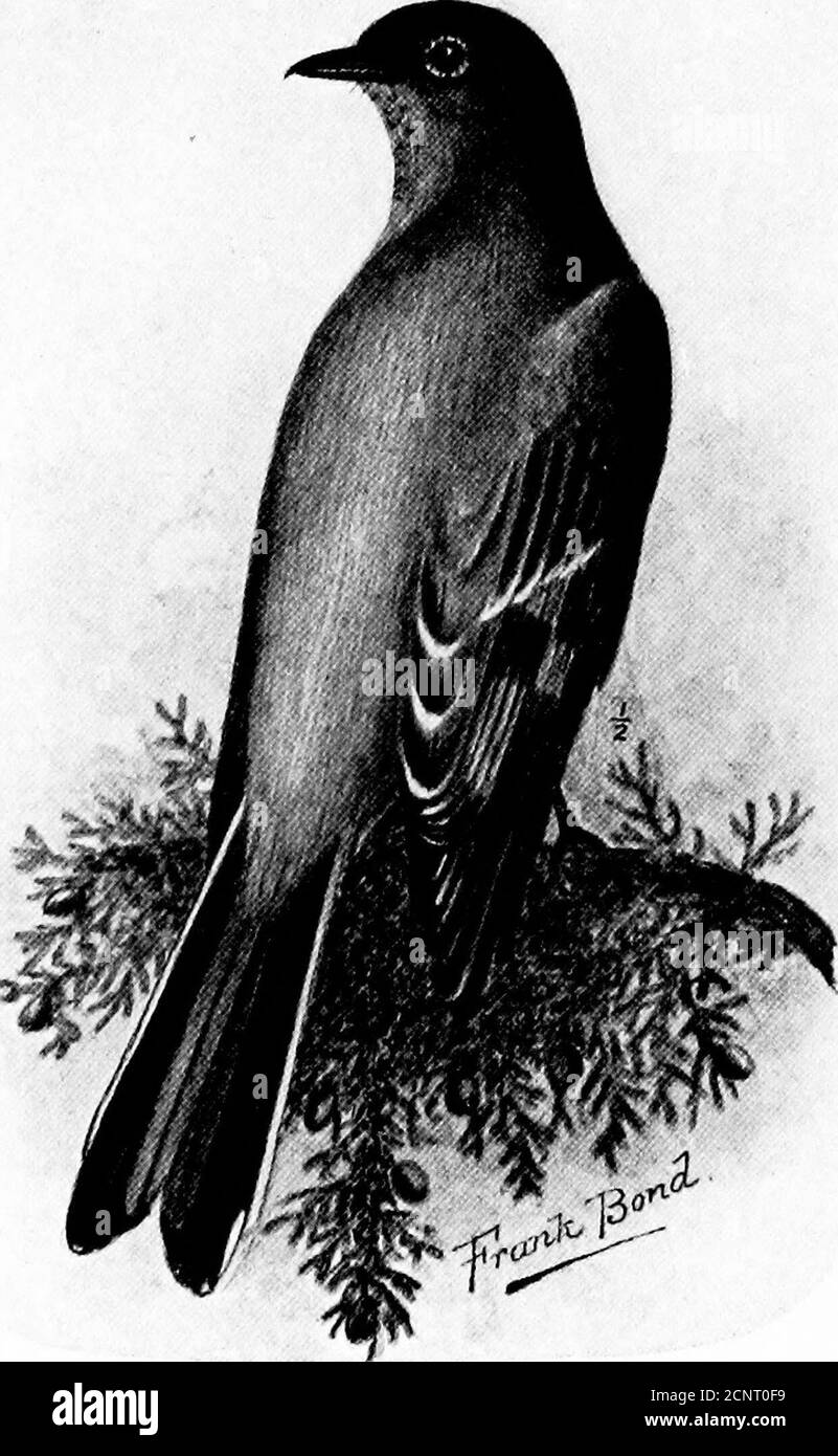 . Die Vögel von Wyoming . /. Parl/S QAMBELl. Mountain Chickadee. SITTA PVQM/EA. Pygmäe Nuthatch... MYADESTES TOWNSENDII. Townsends Solitaire. Hypothetische Liste. Da es in Wyoming ein paar Aufzeichnungen über Vögel gibt, die nicht zufriedenstellend entsorgt wurden, ist es ratsam, sie in eine hypothetische Liste aufzunehmen. Diese Daten wurden für die reguläre Liste übernommen und • aswritten übertragen. 204. Grus americanus (Linn.).Whooping Crane.berichtet von C. E. Aiken, 1872; aber keine Bestätigung. 212. Rallye virginianus Linn.Virginia Rail.berichtet von C. E. Aiken, 1872; aber keine Bestätigung Stockfoto