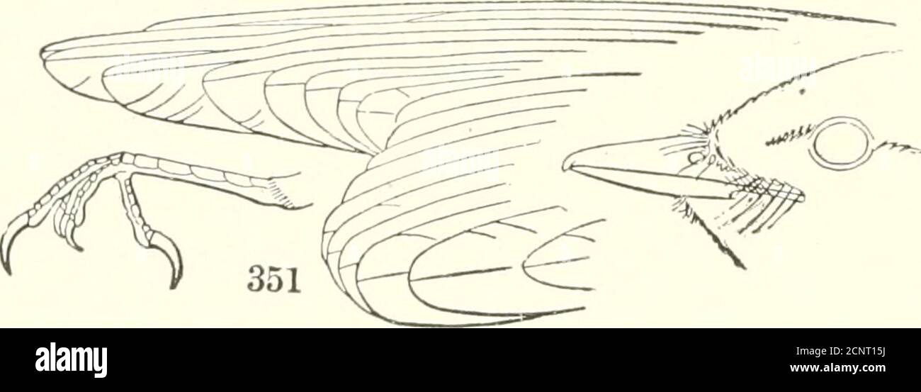 . Die Vögel des östlichen Nordamerika bekannt, östlich des neunzehnten Meridian auftreten .. . Bill, stark, notelied nahe dem Ende, :ind entschieden eingehakt; tarsus, scutel-inlc; Schwanz, gerundet. 15ut zwei Arten kommen bei uns vor, beide gräuliche Vögel mit schwärzlichen Flügeln und Schwanz, und ein dunkler Streifen durch das Auge. Familie LANIID/E. Würger. Siehe Seite 270. P>ill abgeflacht, breit an der Basis; Spitze, mit kleinem Liok; zahlreiche schwarze Borsten an der Basis des Schnabel; Rückseite des tarsus, gerundet; Flügel, länger als Schwanz; erster Primär, nicht sehr kurz, gewöhnlich länger als der sechste.. Stockfoto