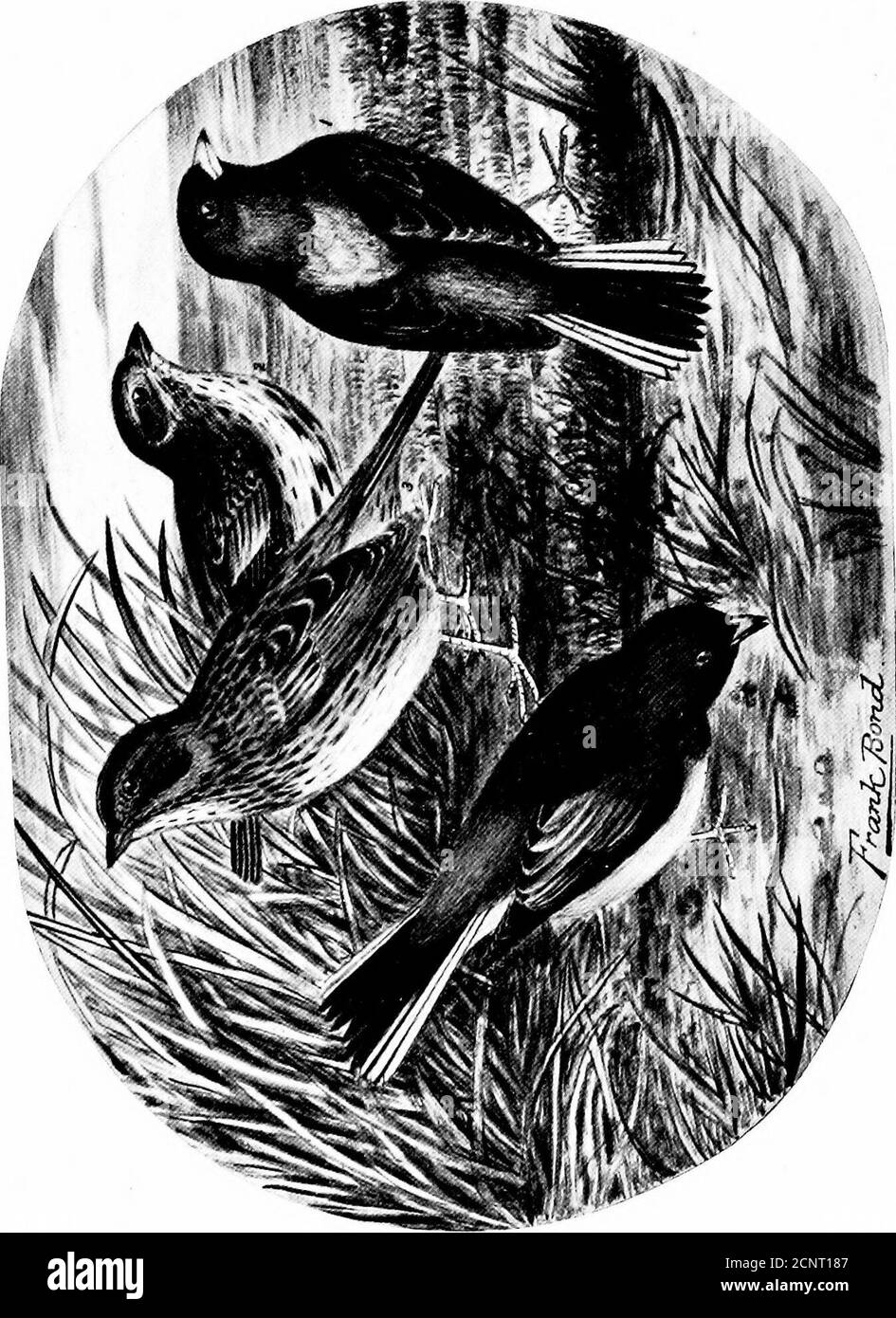 . Die Vögel von Wyoming . 7. SPIZELLA aOCIAUS ARIZONAE. Western Chipping Sparrow.2. SPIZELLA PALLIDA. Tonkoloreil Spatzen. 3. SPIZELLA BREWERI. Bierbrauer Sparrow... Die Vögel von Wyoming.. 131 560 a. Spizella socialis arizonas CouEs.Western Chipping Sparrow.Summer Resident; gemeinsam. Züchtet ziemlich reichlich über den gesamten Staat. Ankunft in der Laramie Ebene im Mai. Wood nahm ein Exemplar am Pole Creek, 1856; Drexel berichtet von Fort Bridger, 1858; Coues berichtet von Green River, Little Sandy und einem allgemeinen Hinweis; Grinnellberichtet von ihnen aus dem Yellowstone Park; Jesurun berichtet themco Stockfoto