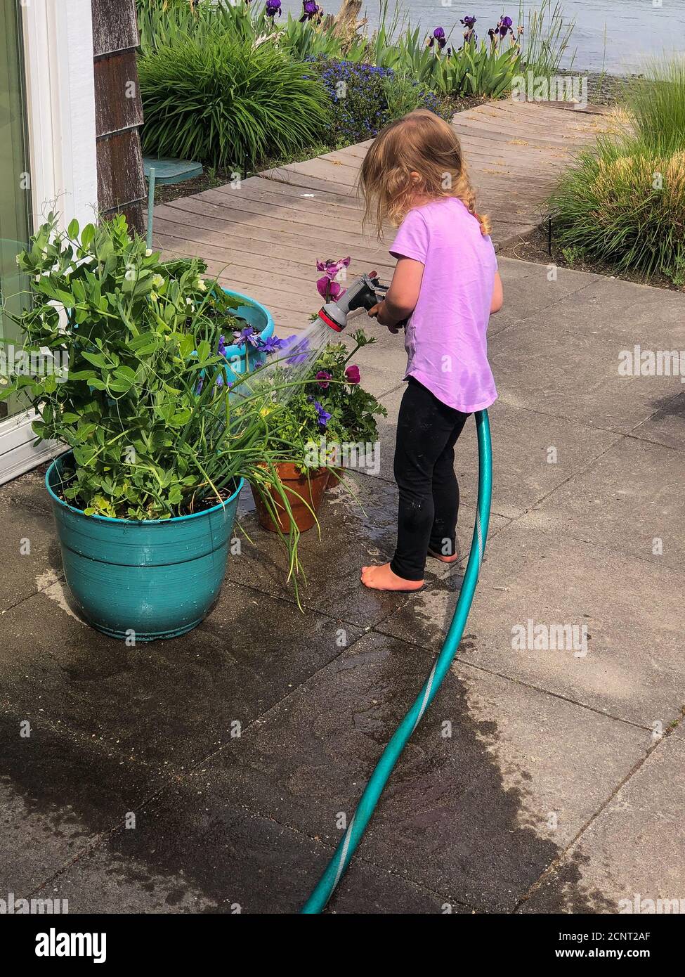 Barfuß kaukasischen Kleinkind Mädchen mit Schlauch Bewässerung Gartenpflanzen. Kleiner Helfer beim Gartenlernen. Modellversion. Stockfoto