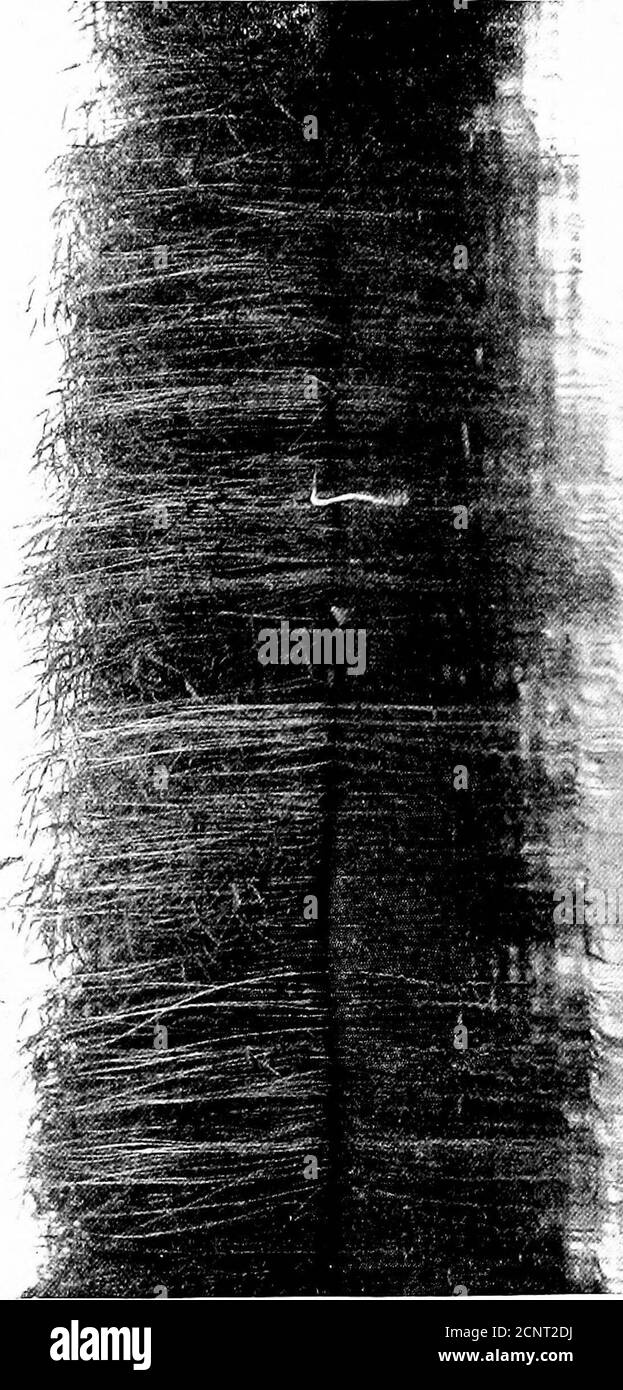 Vogeleier Schwarzweiss Stockfotos Und Bilder Seite 17 Alamy