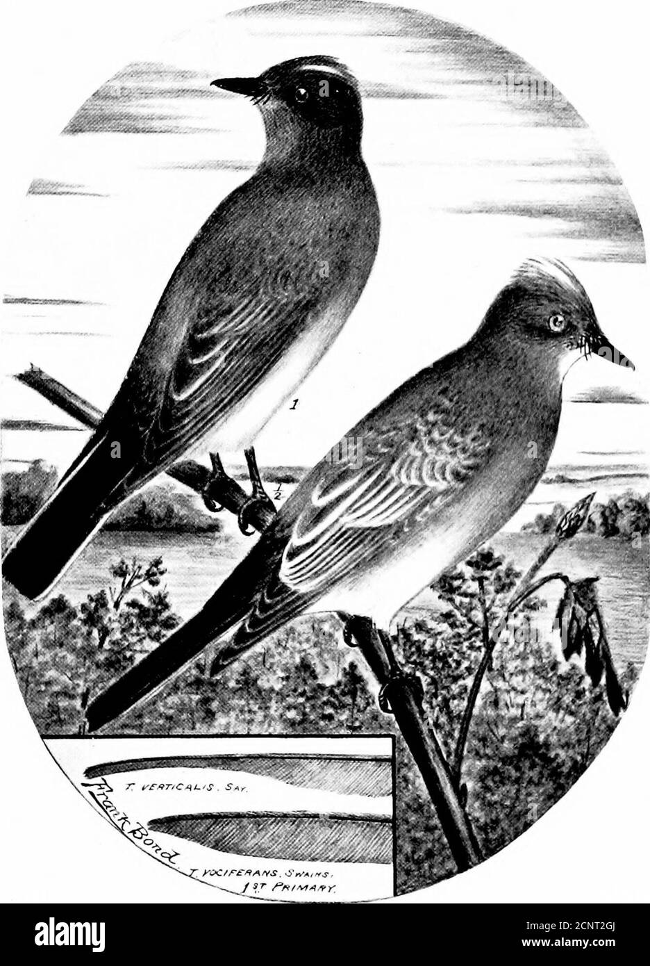 . Die Vögel von Wyoming . Sundance, Buffalo, Casper, Chugwater und Alcova.:Es gibt zwei Skiiis in der Universitätssammlung. 447. Tyrannus verticalis Say, Arkansas Kingbird. Sommer Wohnsitz und gemeinsame bis zu 6,000 und gelegentlich Zucht bis zu 7,000 Fuß. Dieser Vogel bevorzugt die schlichtweg brütet entlang bewaldeten Bächen in großer Zahl. Woodtake vier Exemplare am Pole Creek 28. Und 29. Juli 1856; Drex-el berichtet über Exemplare, die 1858 in Fort Bridger aufgenommen wurden; McCar-thy nahm Proben in Fort Laramie, 27. August 1857; Grinnellberichtet über diese Art aus dem Yellowstone Park, 1875, und auch die folgende Notiz von Stockfoto