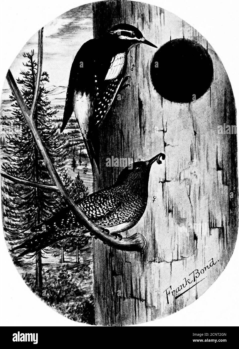 . Die Vögel von Wyoming . SPHYRAPICUS THYROIDEUS. Williamsons Sappsmker. Die Vögel von Wyoming. 95 Lowstone Park, 1875. Williston macht die folgende Anmerkung:nicht häufig in der Nähe von Como, wegen vermutlich der Carcity des Holzes (sehr reichlich in den Bergen). Jesur-un findet sie reichlich in Douglas; Bond gibt an, dass sie in Cheyenne in der letzten Märzwoche aufleben. Auf der Laramie Stockfoto