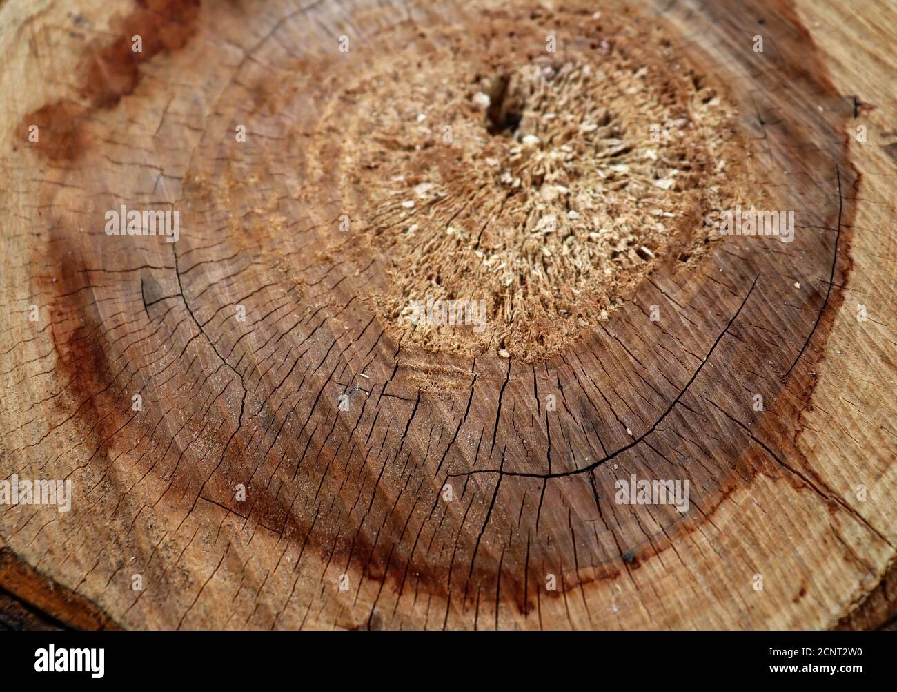 Alte gesprungene Holzstruktur. Stumpf Hintergrund. Hintergrund der Baumschicht Stockfoto