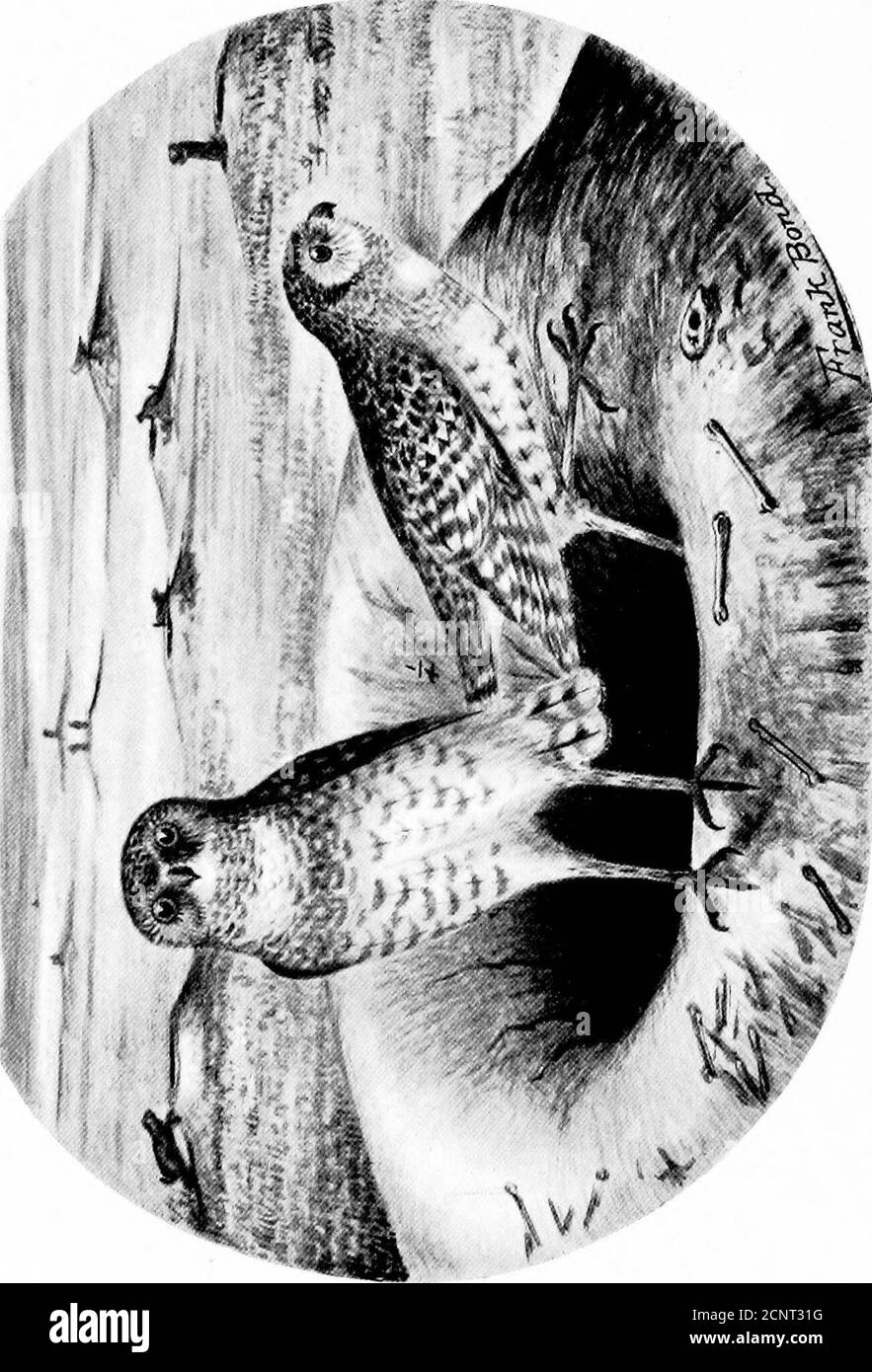 . Die Vögel von Wyoming . 1. DRYOBATES VILLOSUS MONTICOLA. Rocky Mountain Hairy Woodpeclier.MELANERPES TORQUATUS. Lewiss Specht... Die Vögel von Wyoming. S7 EISVÖGEL. 390. Ceryle alcyon (Linn.).Belted Eisvogel, Sommer Wohnsitz und gemeinsam entlang bewaldeten Bächen bis zu 8,000 Fuß. Der einzige Einwand gegen diesen schönen Vogel ist, dass er die Ströme der kleinen Brut erschöpft; aber dies ist nicht von suf-ficient Bedeutung, um einen Schritt zu rechtfertigen, um für theirextermination. Im Vergleich zu vielen anderen Arten sind sie in der Zahl wenige. Sie sind wirklich erfahrene Fischer und seldommiss ihre Beute, wenn sie suchen Stockfoto