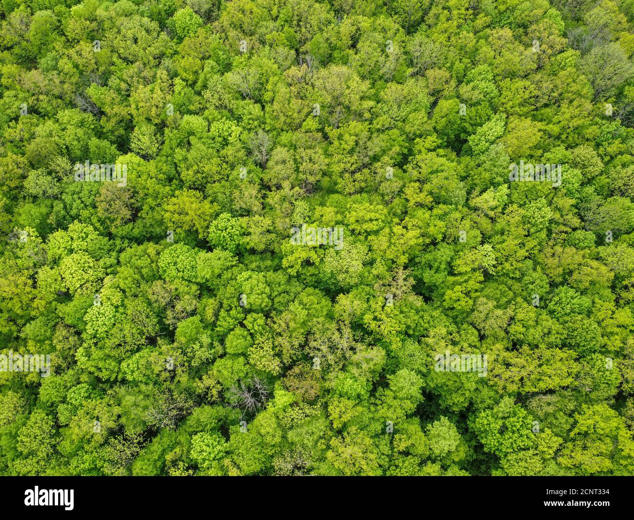Dichten Laub grünen Wald Draufsicht. Stockfoto