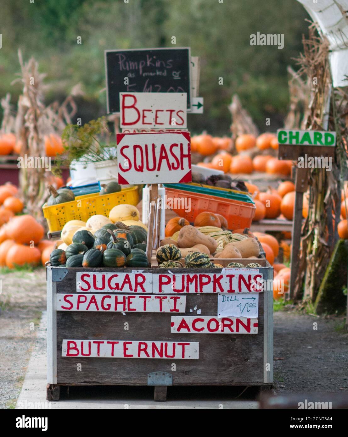 Hausgemachte Schilder Werbung Saisongemüse zum Verkauf auf dem lokalen Bauernhof Stand. Stockfoto