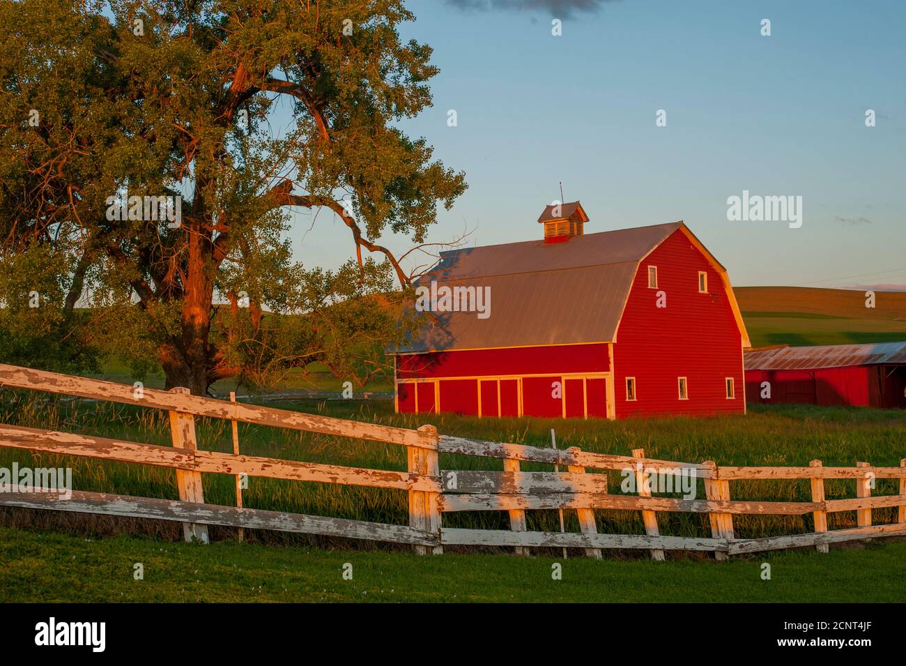 Nordamerika, NORDAMERIKA, USA, VEREINIGTE STAATEN, VEREINIGTE STAATEN VON AMERIKA, STAAT WASHINGTON, Eastern Washington, PALOUSE LAND, Landwirtschaft, LANDWIRTSCHAFT Stockfoto