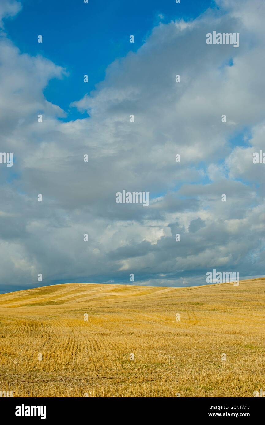 Wolken über einem geernteten Weizenfeld im Herbst in der Nähe von Pullman im Whitman County im Palouse, Eastern Washington State, USA. Stockfoto