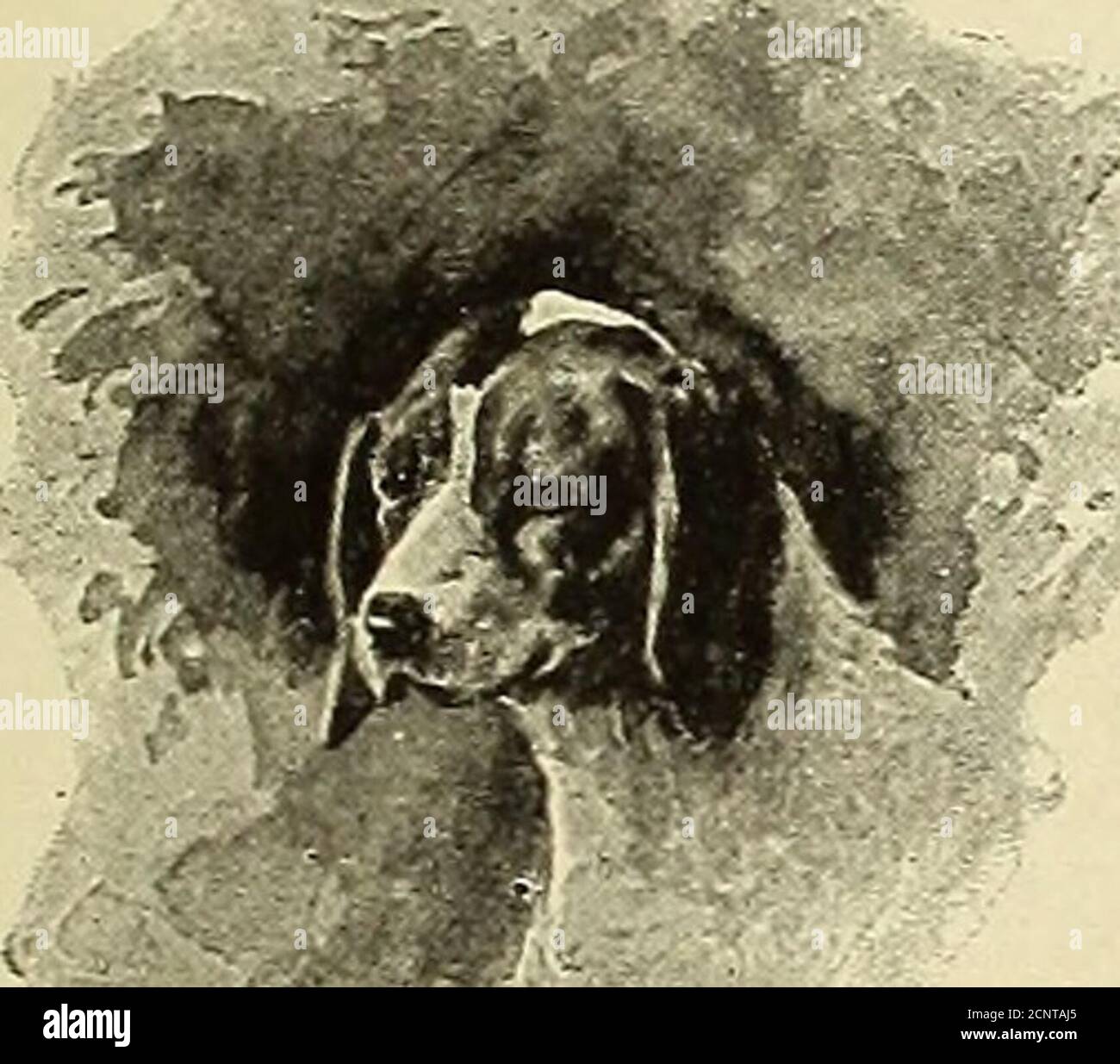 . Jahresbericht der Kommissare für Fischerei, Wild und Wälder des Staates New York . , obwohl umfassend, ist nicht beabsichtigt, ein komplettes zu sein. In der Tat sind neun Zehntel oder mehr der Bücher, die sich auf dieses Thema beziehen, ausländische Publikationen, von denen keine Übersetzungen gemacht wurden.die Tracts, deren Text hier folgt, werden zweifellos einigen unserer Leser als trivial und einfach erscheinen – Als bloße Wiederholung dessen, was bereits in einem oder anderen über die gleichen Themen gesagt wurde. Aber sie wurden nicht für diejenigen geschrieben, die ein Studium der Forstwirtschaft havemade. Sie sind für den Gebrauch von den Tausenden zu wh Stockfoto