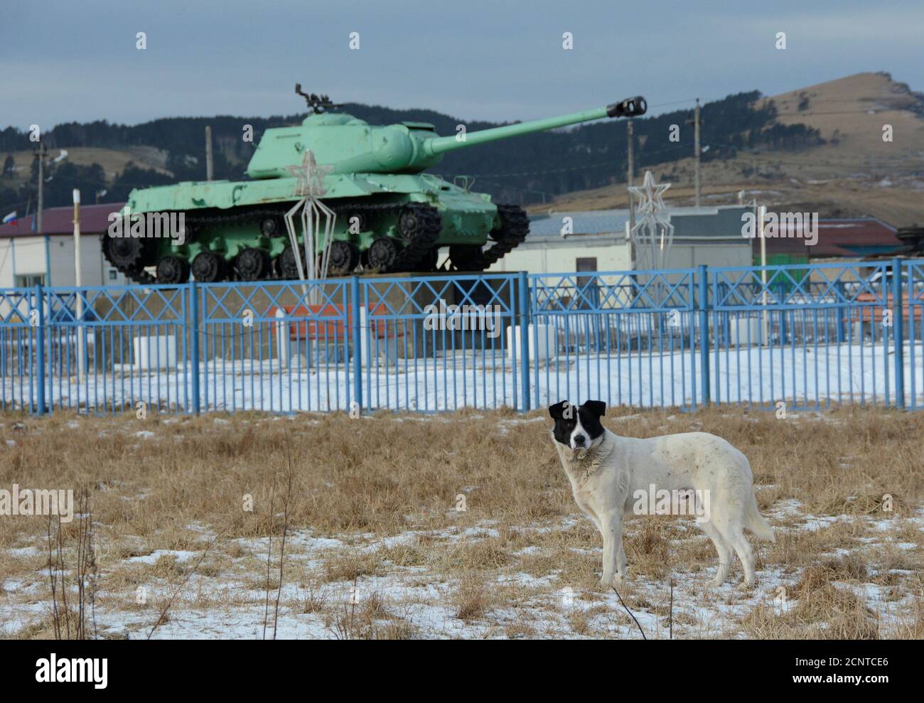 Ein Hund steht vor einem sowjetischen Panzer IS-2, ein Denkmal des zweiten  Weltkriegs, in dem Dorf Malokurilskoye auf der Insel Schikotan, südlichen  Kurilen, Russland, 18. Dezember 2016. REUTERS/Yuri Maltsev Stockfotografie  - Alamy