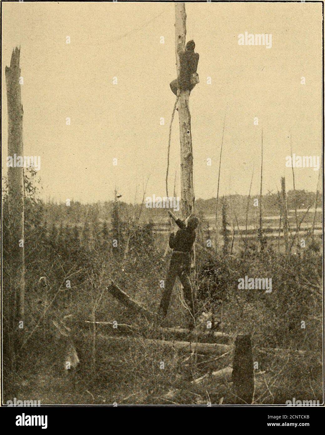 . Der Oöloge für den Schüler von Vögeln, ihre Nester und Eier. Sehr melonisch, und bewohnt West-Nordamerikavon den Rocky Mountains bis zur Pa-zific Küste. Süden im Winter in Mexi-co. Es wird beiläufig als Ferner Osten asCentral Illinois gefunden, und ist sehr reichlich Teile seines Bereichs im Westen. 337d, Harlans Hawk (Buteo Bore-alis harlani). Dies ist die dunkelste Form des Red-tail, und wird in den Golfstaaten gefunden, und unteren Mississippi Valley, Northcasually nach Pensylvania, Iowa und Kansas; Süd nach Mittelamerika. In seiner Brut unterscheidet er sich von den anderen roten Endeln, indem er gewöhnlich ist Stockfoto