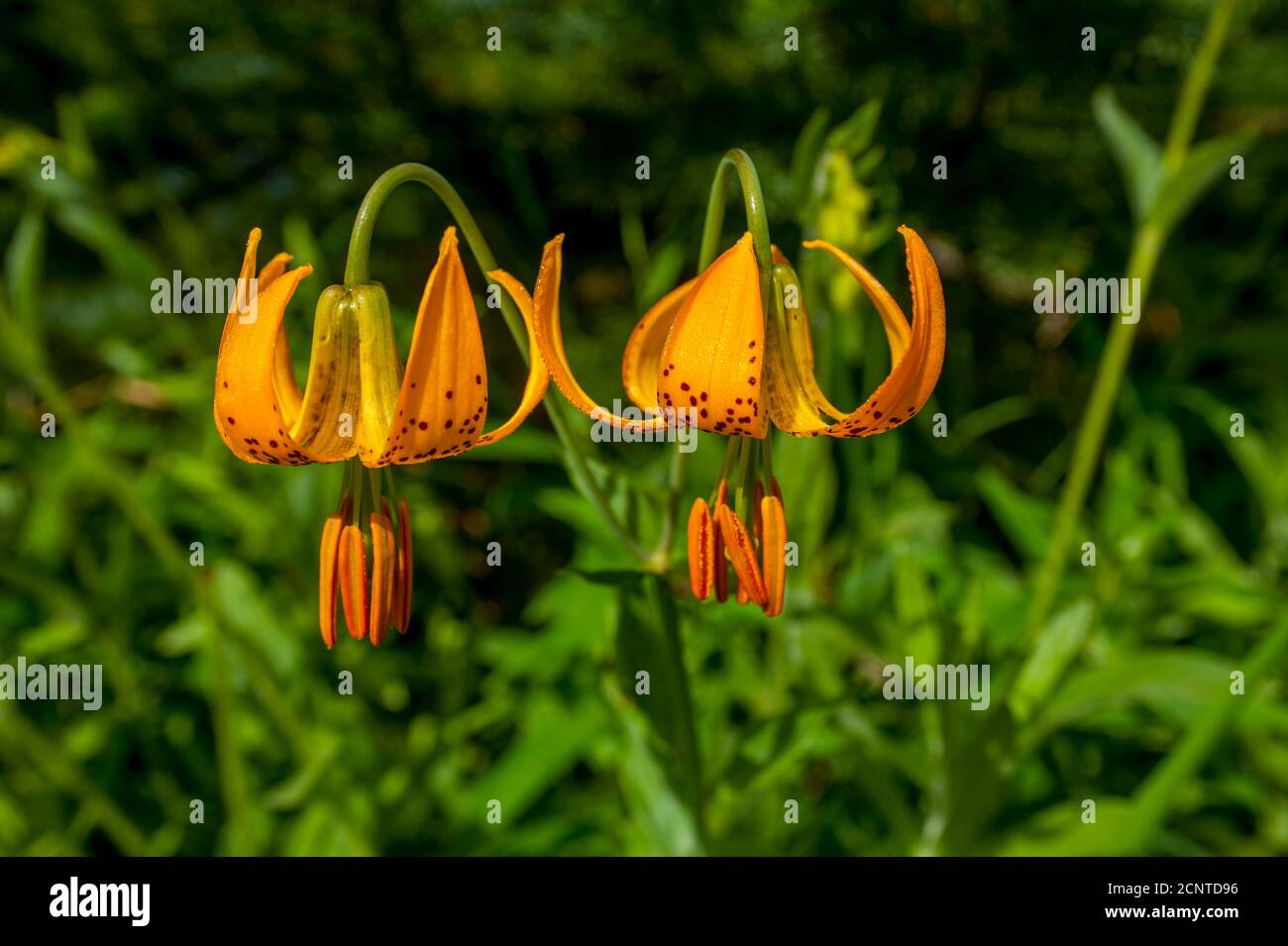 Columbia Lilien (Tigerlilie) Lilium columbianum Wildblumen auf einer Wiese am Hurricane Ridge Die Olympische Halbinsel im Olympic National Park in Wa Stockfoto