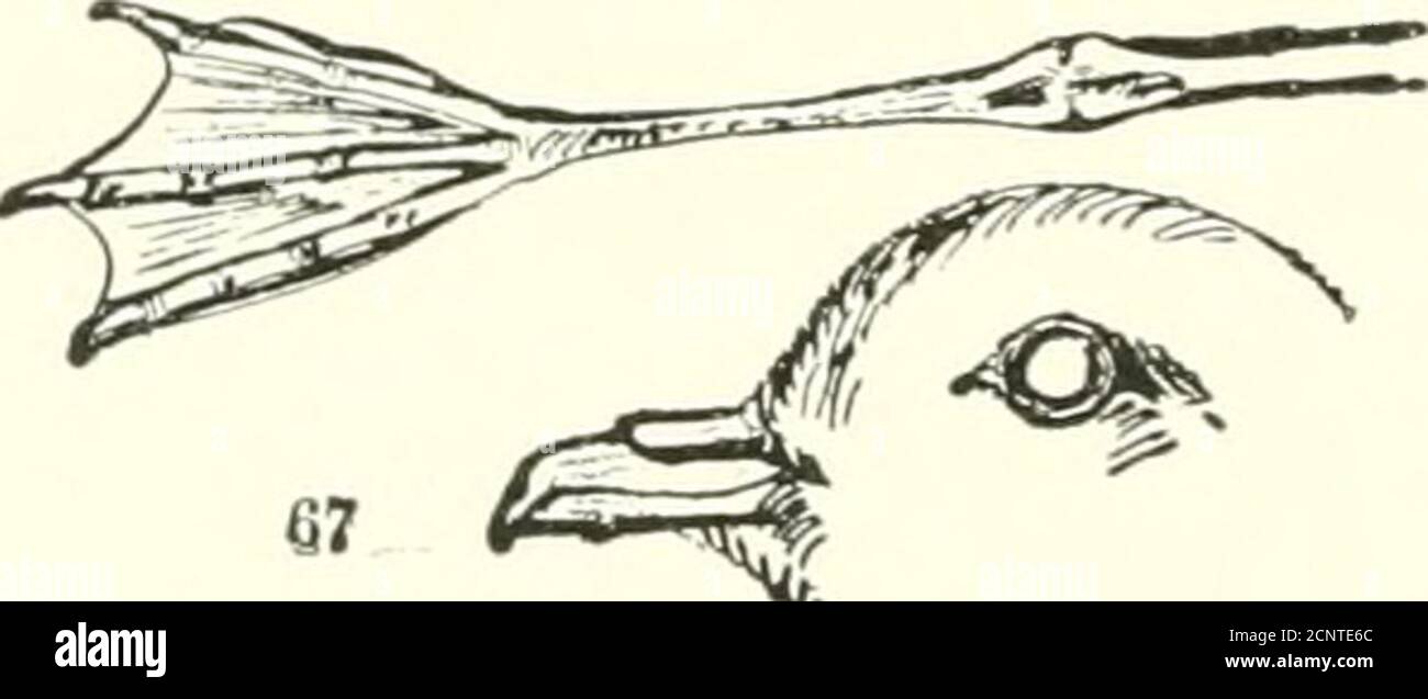 . Die Vögel des östlichen Nordamerika bekannt, östlich des neunzehnten Meridian auftreten .. . Gelb = nosierter Albatross. Siehe Nr. 5G. FAMILIE PROCELLARIID/E. Shearwaters, Sturmvögel und Fulmars. Nasenlöcher, röhrenförmig, vereint in einem Doppelrohrrohr; Vorderzehen, pal=Mate (volles Webbett); Hinterzehe, sehr klein und in einigen Fällen nicht vorhanden; Oberkiefer, gebogen nahe der Spitze; Flügel, weniger als 19 Zoll lang. * Gruppe I. Flügel, weniger als 5.50 Zoll lang. Allgemeines Gefieder, rußig schwarz, die Unterteile schwach bräunlich gefärbt; oberer Schwanz bedeckt, weiß, einige davon mit Flieder. Procellarid pelaijira. Stürmisch Stockfoto