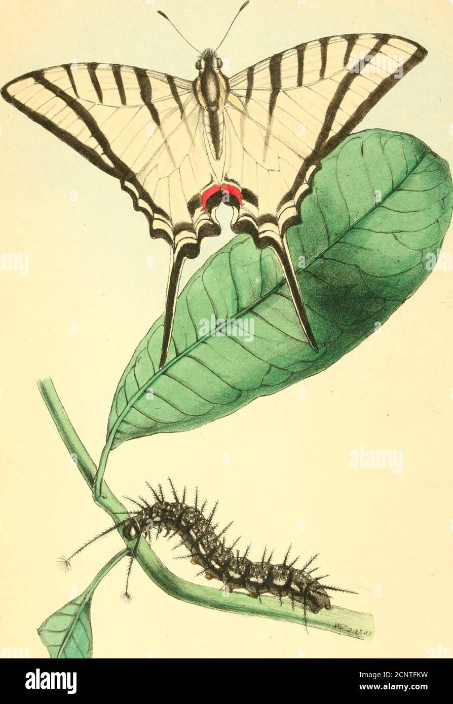 . Zoologische Abbildungen oder, ursprüngliche Abbildungen und Beschreibungen der neuen, seltenen oder interessanten Tiere, ausgewählt hauptsächlich von den Kategorien der ornithology, entomology und conchology, und geordnet nach ihren scheinbaren Affinitäten. Durch travel Eingeborenen, Aber aus dem Verlust ihrer Lieblingsnahrung überleben selten in der Enge.ein Individuum, das von Mr. Caley gehalten wurde, indem es die farbige Zeichnung einer einheimischen Pflanze zeigt, versuchte, die Blumen zu saugen, und es machte sogar den gleichen Versuch mit einem Stück Baumwollmöbel. Seine wissenschaftliche Geschichte Ave havebereits elsevere gegeben. Wir haben mehr als üblich Freude bekommen Stockfoto