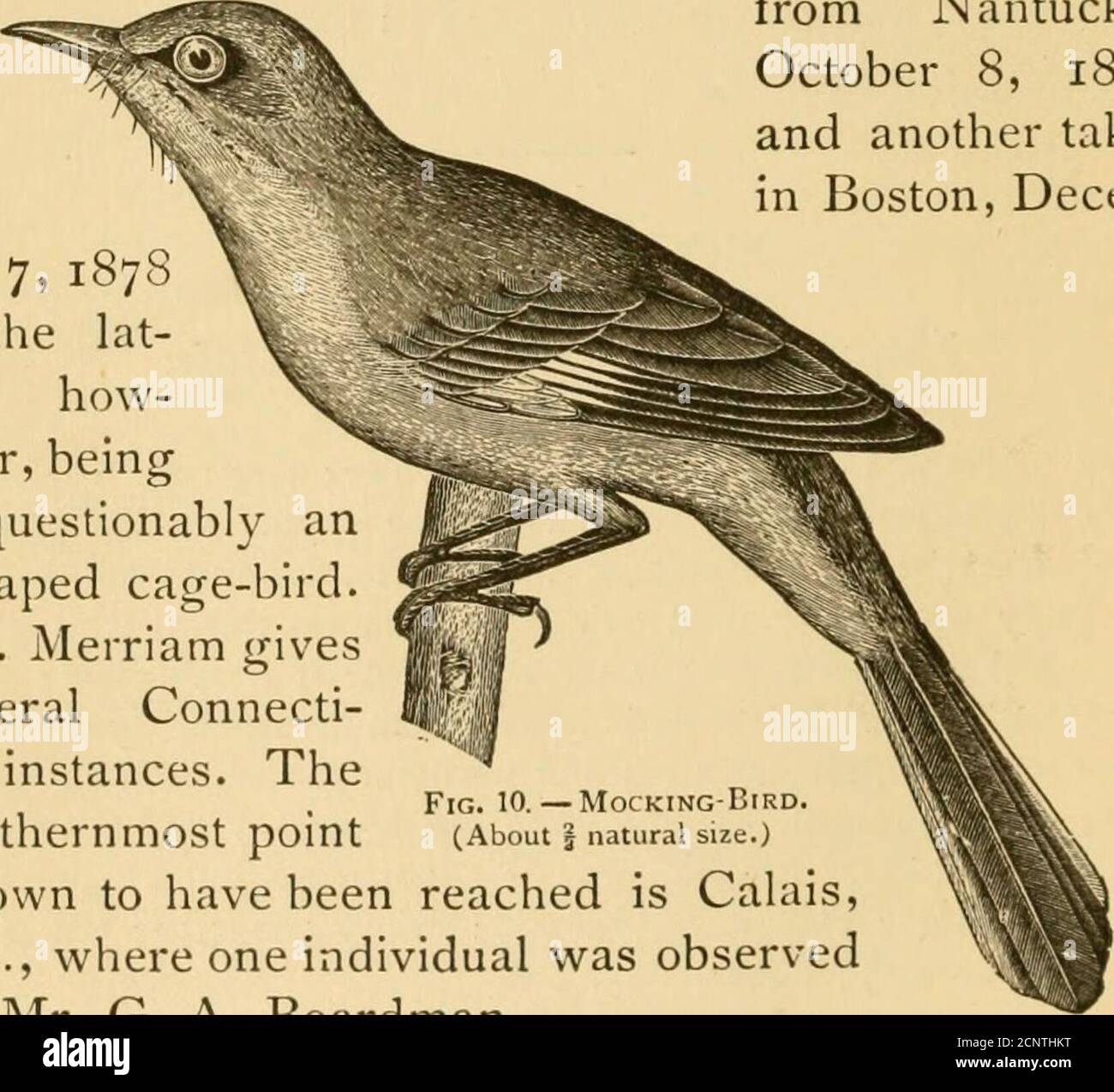 . New England Vogelleben: Als ein Handbuch der New England Ornithologie; . Staaten, und in der Mitte, sogar, ist es nicht ein gewöhnlicher Vogel. Es wurde 1843 von Linsley als ein Vogel von connecti-cut gegeben, und ist seitdem gelegentlich aus den drei unteren Staaten von Neu-England berichtet worden. Nach Angaben von Allen, die 1864 schrieb, war es bekannt, in Springfield, Mass., mehrere Male innerhalb von fünf Jahren zu züchten, undzwei Paare, die dort in i860 nisteten. Mr. Samuels gibt es als seltenes Sommerresidenz, gelegentlich brütet inMassachusetts; und Mr. Brewster nahm es spät im fallnear Concord, Mass. Dr. Brewer zeichnet ein Exemplar auf Stockfoto