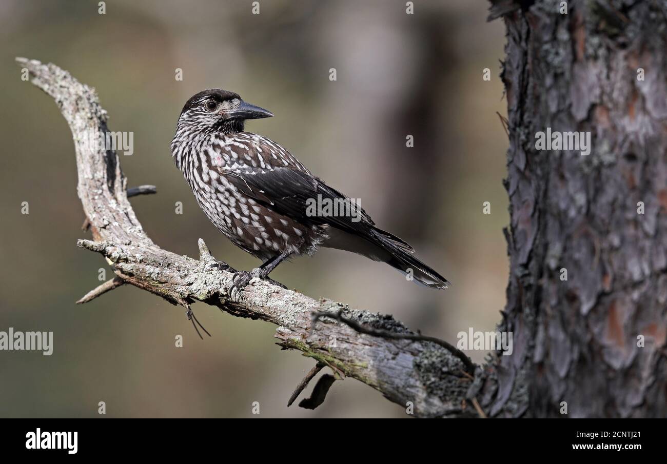 Gefleckter Nussknacker im Pinienwald Stockfoto