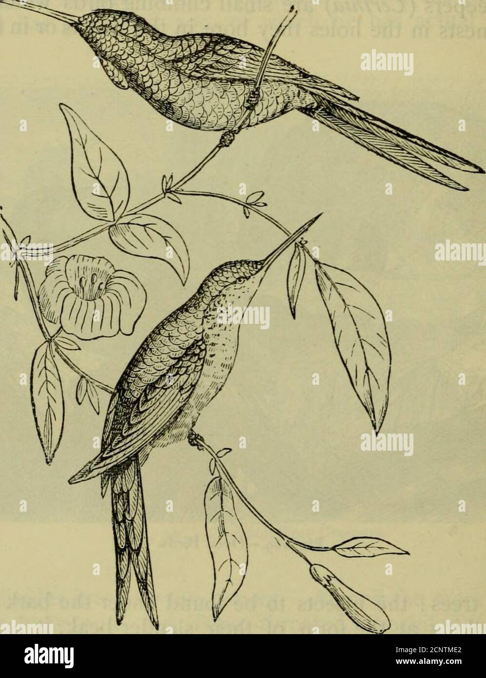 . Reptilien und Vögel : Ein populäres Konto ihrer verschiedenen Aufträge, mit einer Beschreibung der Gewohnheiten und der Wirtschaft des interessantesten. G an der Form ihres schlanken Schnabels, ist es schwierig, sich vorzustellen, wie es die harte Abdeckung einer Eiche durchdringen kann, für die sie eine deutliche Präferenz aufweisen. Der gewöhnliche Baumläufer{Certhia vertraut ist, Feige. 188) ist über fast alle europäischen Länder verteilt, und ist sehr conmion in Frankreich. Der Wall Creeper {Ticho-droma murarius), auch Wall Climber genannt (die grimpcreau desmurailles der französischen Autoren), verdankt seinen Namen seiner Gewohnheit, die Wände von Wohnungen zu erklimmen. Stockfoto