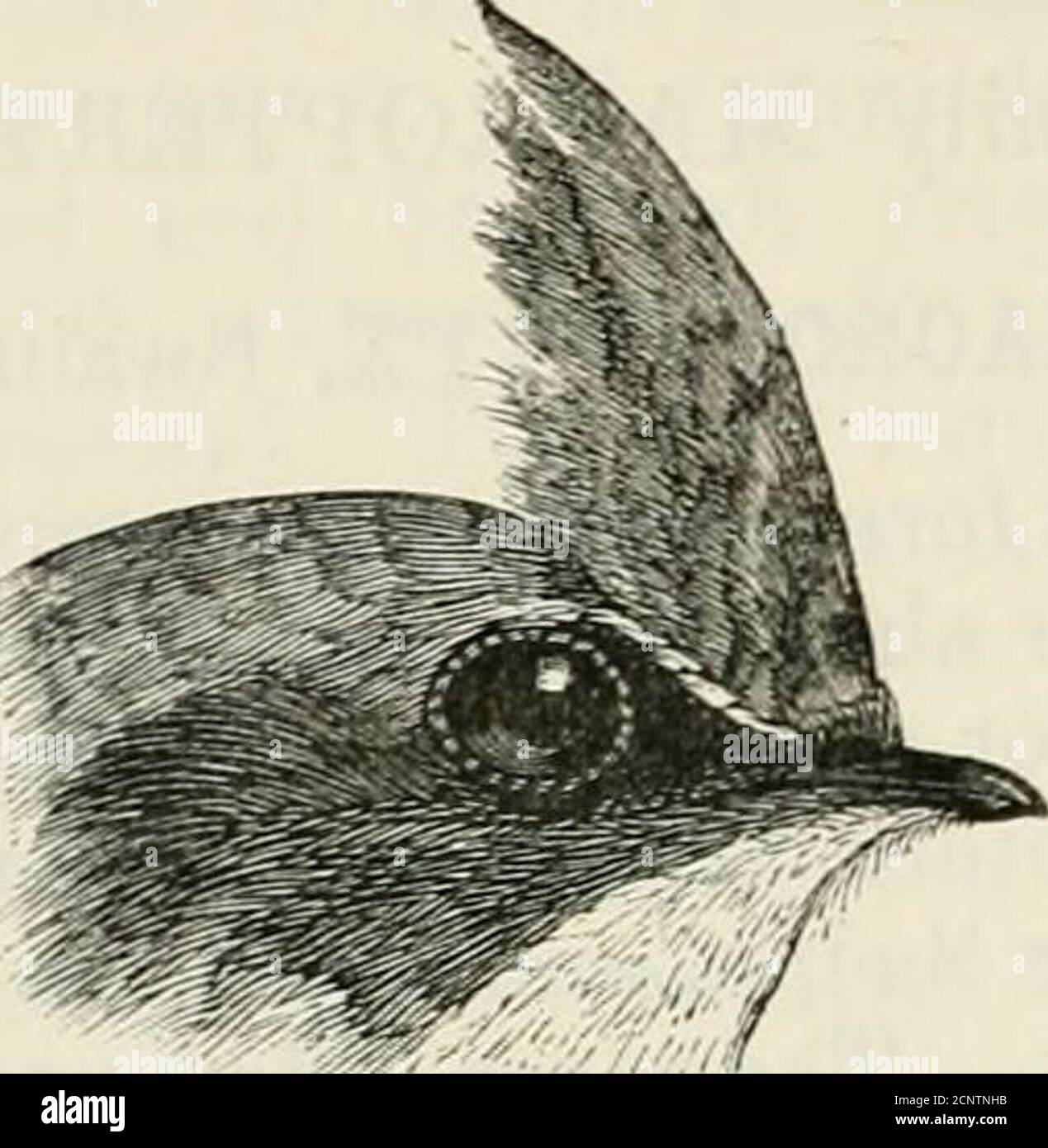 . Die Fauna von Britisch-Indien, einschließlich Ceylon und Burma . sehnte sich in Büschel hinter.. M. comata, S. 182. n2 180 cypselidte, 1086. Macropteryx coronata. Der Indische Crested Swift. Hirundo coronata, Tickell, J. A. S. B. ii, S. 580 (1833) Macropteryx coronata, Blyth, J. A. S. B. XV, S. 21; id. Kat. S. 87 ; Lauard, A. M. N. H. (2) XII, S. 167 ; Fairhank, S. F. iv, S. 254; Bhjth ^ Wald. Birds Burm. S. 80 ; Wardl.-Itams. Ibis, 1877, S. 458; Oates, B. B. ii, S. 12; id. in Humes N. SR E. 2nd Ed. ui, S. 36; Hartert, Kat. B. M. xvi, S. 512.Dendrochelidon coronata, Jerdo7i, B. I. i, S. 185 ; Beavan, IB Stockfoto