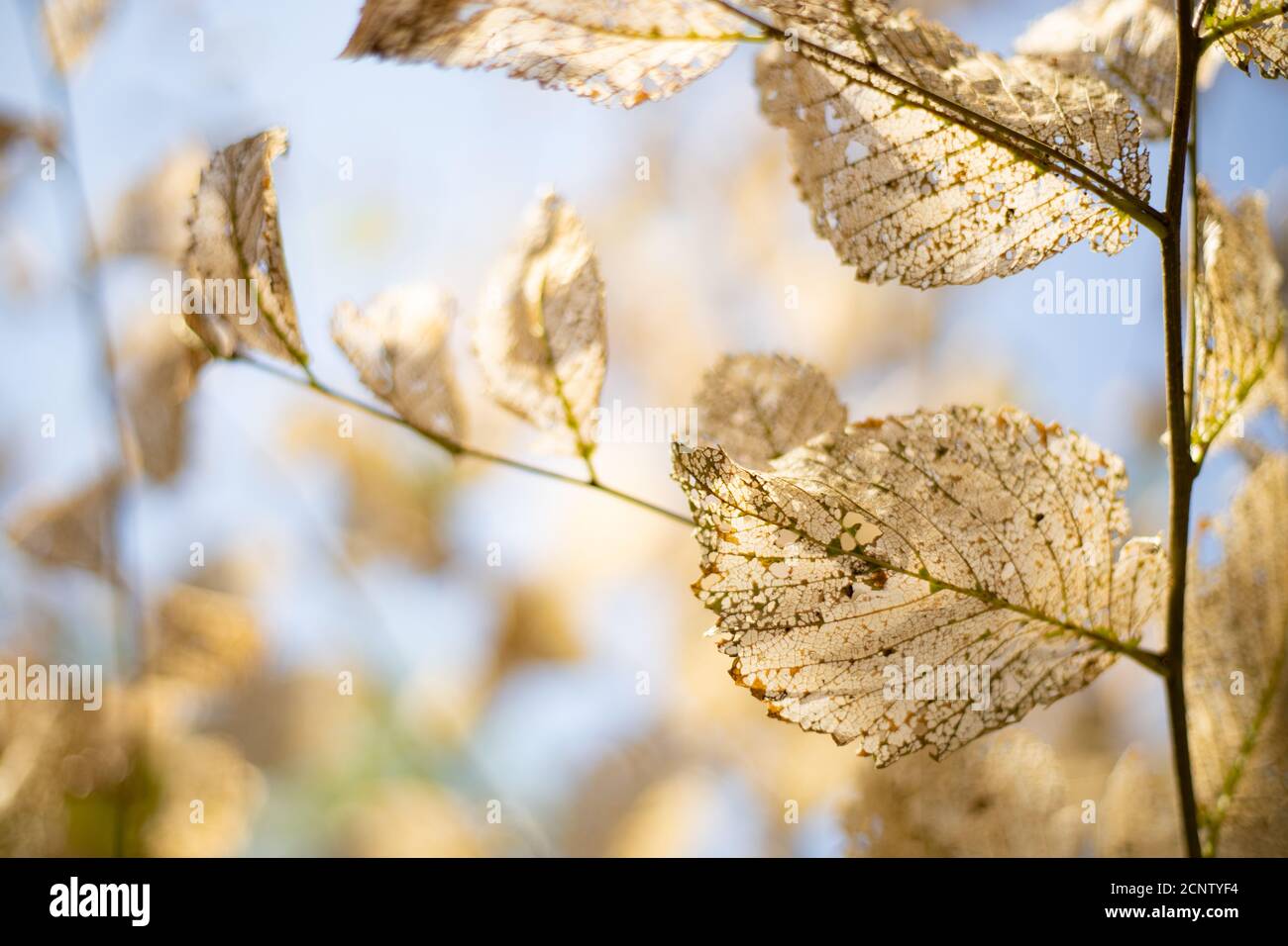 Getrocknete Skelettblätter beim Brunch im Hintergrund des Himmels. Ausschreibungsstruktur. Stockfoto