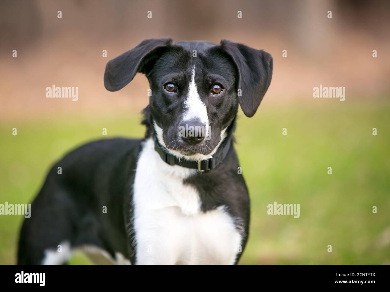 Ein schwarz-weißer Mischlingshund mit großer Floppy Ohren, die auf die Kamera schauen Stockfoto