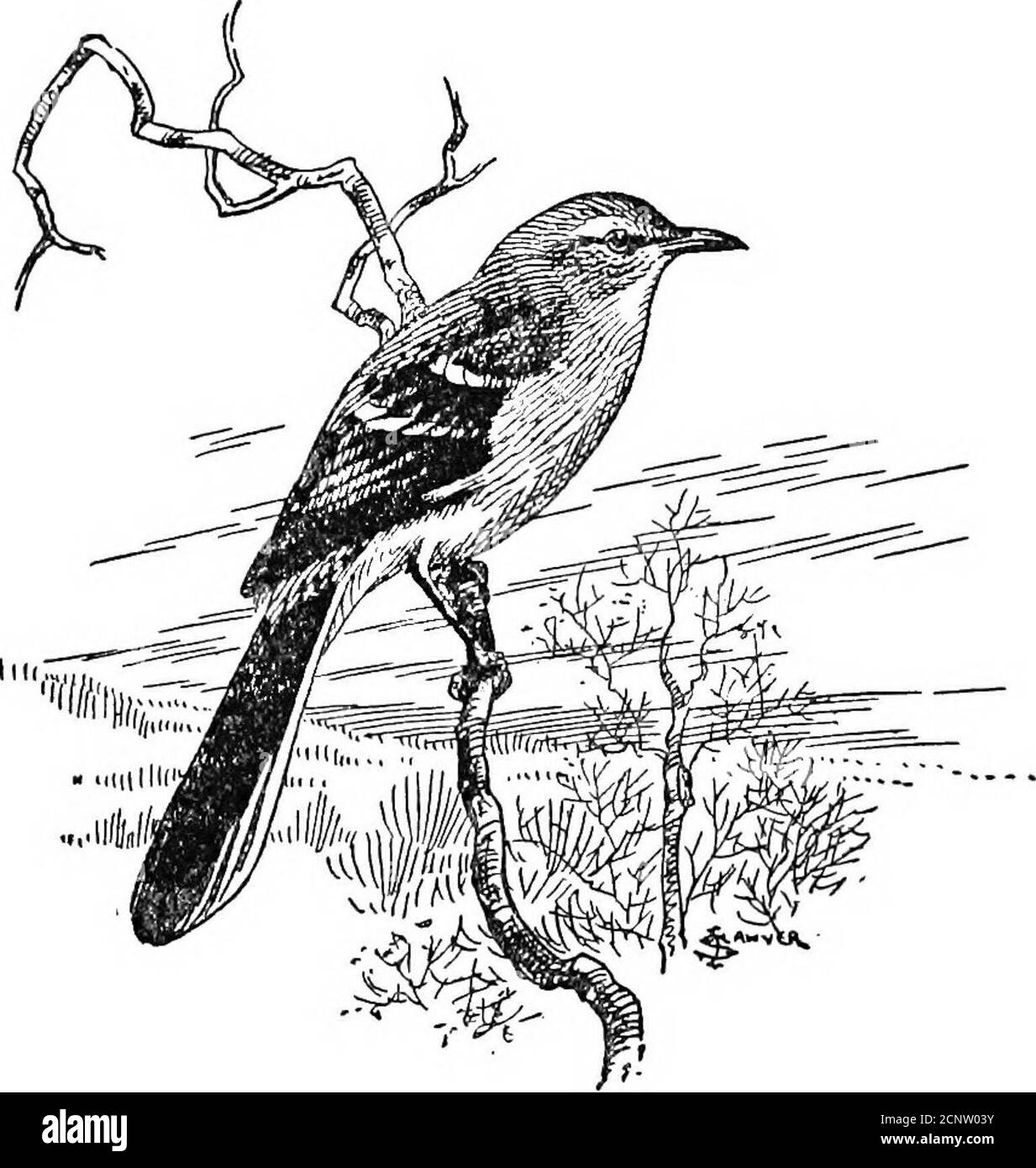 . Unsere Wintervögel, wie sie zu wissen und wie sie anzuziehen. Mit dem wir den Mockingbird verwechseln können, ist der Würger, aber die Ähnlichkeit ist nur oberflächlich und wenn man mit beiden vertraut ist, gibt es eine kleine Möglichkeit, einen für den anderen zu verwechseln. Der Mockingbird ist schlanker und hat einen viel längeren Schwanz; Es gibt keine schwarzen Markierungen über seinem Kopf und wenn er fliegt, sind die weißen Markierungen in seinen Flügeln auffälliger, während, wenn man nahe genug ist, der ziemlich lange, schlanke Schnabel des Rotflügels nicht mit der stouthooked Waffe des Würgers verwechselt werden kann. Ich erinnere mich an einen Mockingbird, der einen November AP Stockfoto