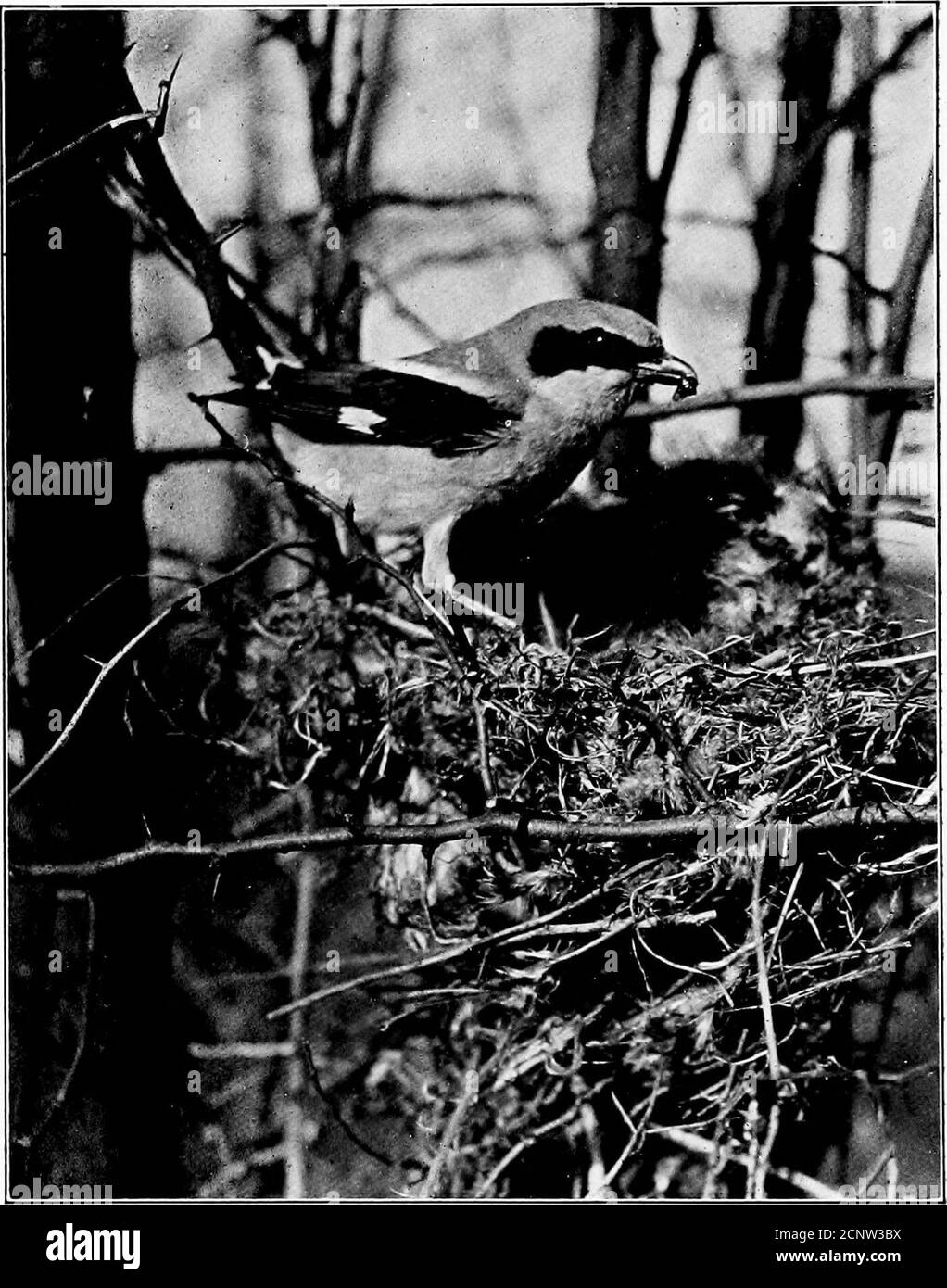 . Nordamerikanische Vögel Eier . 284 Nordamerikanische Vögel Eier.. Foto aus dem Leben von I. E. Hess.KARETTSCHWÜRGER UND NEST. Nordamerikanische Vögel Eier. 285 Stockfoto