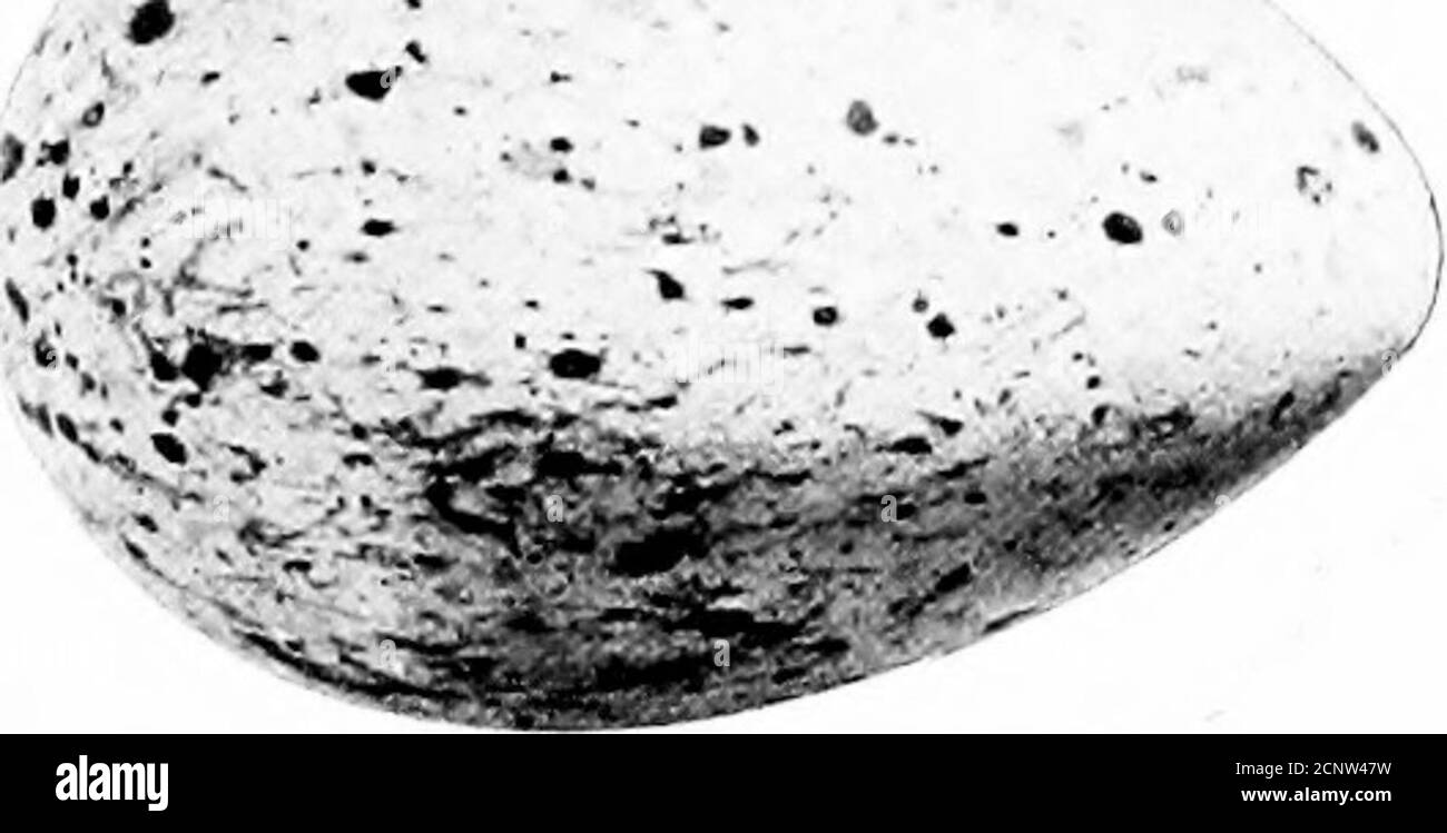 . Nordamerikanische Vögel Eier . 486a. Nördlicher Rabe. CI)rrus furai principalis. Bereich. - Ost-Nordamerika hauptsächlich nördlich der Vereinigten Staaten und nordwestlich bis Alaska; Süden auf einigen der höheren Bereiche bis Georgien. Diese Sorte ist wie die letzte, aber größer. Sie sind nicht annähernd so reichlich vorhanden wie die westliche Form und sind innerhalb der Vereinigten Staaten sehr selten. Einige Paare brüten sich auf einigen der felsigen Inseln vor der Küste von Maine; mcire vor New Bruns-Docht und Neufundland, und sie sind ziemlich häufig auf den Klippen von Labrador und laska. Ihre Nistgewohnheiten und Eier sind wie die der letzten. Nor Stockfoto