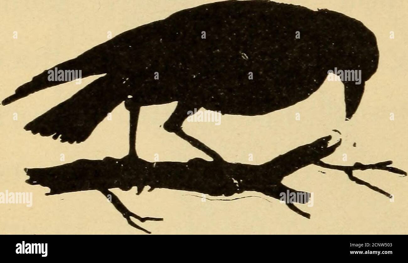 . Tante Mays Vogelgespräche . könnte möglich sein. Amseln haben sehr guten Appetit und das Sprichwort, alles ist Grist, die zur Mühle geht, ist sicherlich wahr von ihnen; wenn sie nicht finden können Weizen oder Mais zu ihnen passen, drehen sie sich Readilyzu Beeren oder Früchten, und wenn diese scheitern sie fressen Insekten, Würmer oder Käfer; Im Winter essen sie Holly Beeren oder jede Art von Samen können sie 82 TANTE MAYS VOGEL GESPRÄCHE. In der Lage zu finden. Sie behandeln eine Schnecke nur so wie der Thrush tut, schneidigen sie gegen einen Stein, bis die Schale gebrochen ist. Wie ich Ihnen sagen wollte, bewundere ich dieBlackbird für eine Sache, weil seine familiäre Zuneigung so str Stockfoto