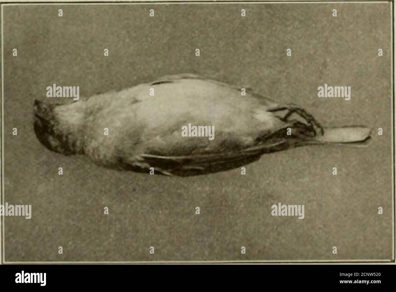 . Das britische Vogelbuch des Sportlers. Inby eine kleine Anzahl von Flecken von purpurem Braun; das ganze des Spotsbeins in einigen Fällen aggregierte um das größere Ende. EIN Nest dieser Spezies ist in der Insel von Barra, Äußere Hebriden genommen worden. Ein einsamer britischer Rekord tritt im Fall des Schneegimpel{Moutifriugilla tiivalis) auf, einem Vogel mit dem allgemeinen Aussehen eines Schneehackens, von dem ein Beispiel im Februar 1905 in Sussex getötet wurde. Sperling (Passer die Mitglieder der Gattung Passer, sowie der Domestikus). Von den übrigen Vertretern der Finkengruppe (Fringil- lina.) sind unterschieden Stockfoto